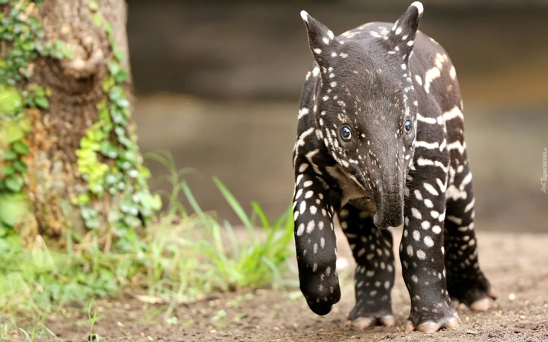 Mały, Słodki, Tapir