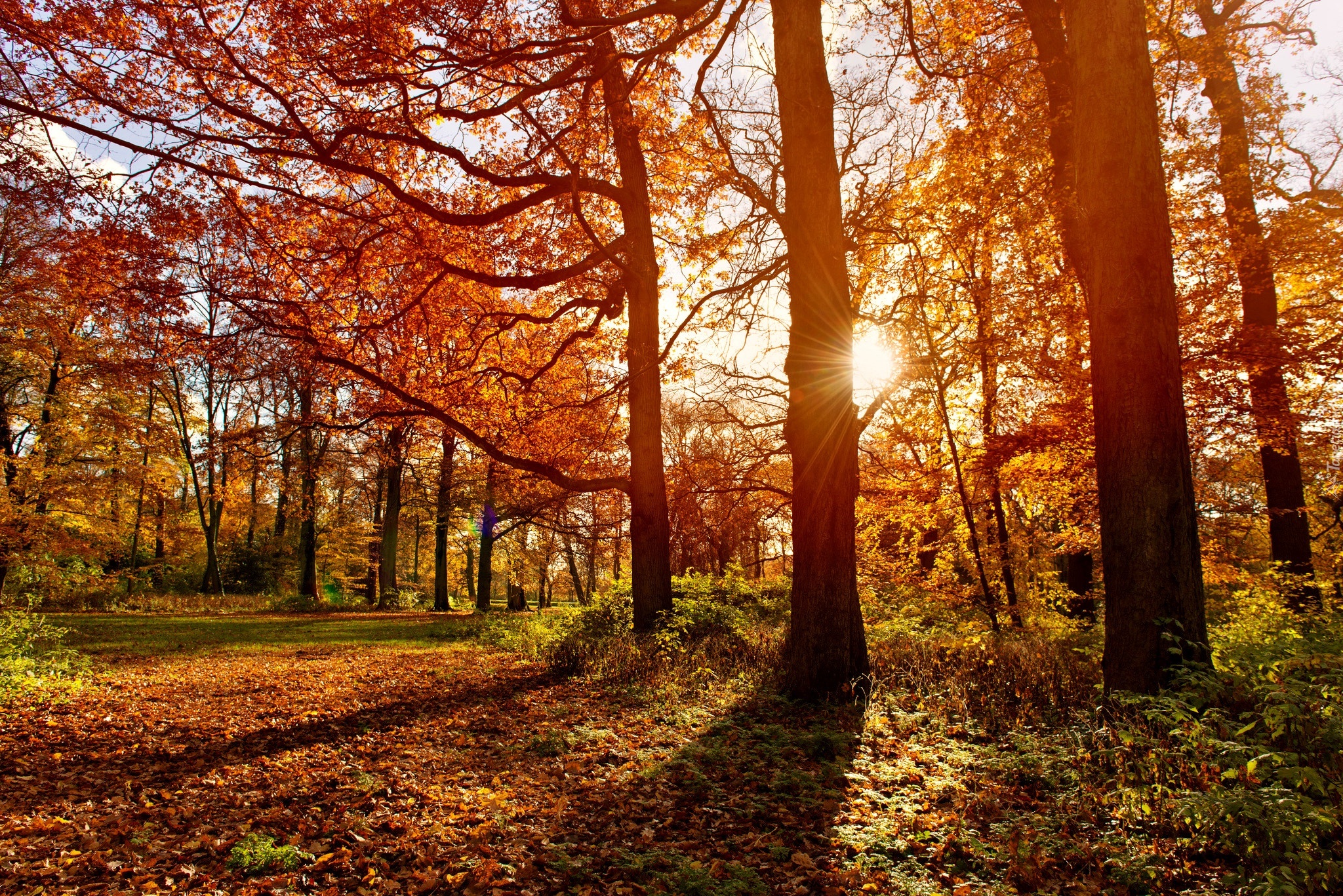 Park, Jesień, Promienie Słońca