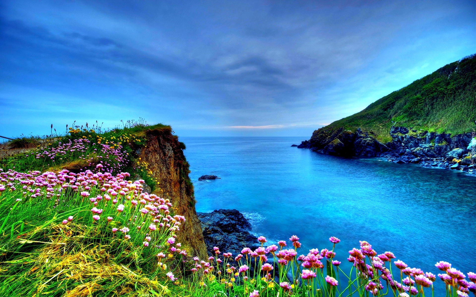 Morze, Wybrzeże, Kwiatki