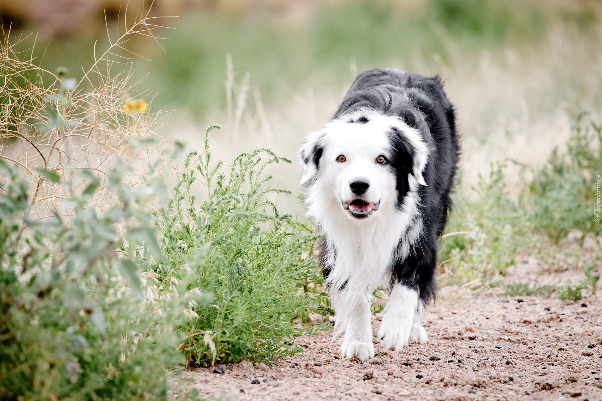 природа собака животные трава nature dog animals grass бесплатно