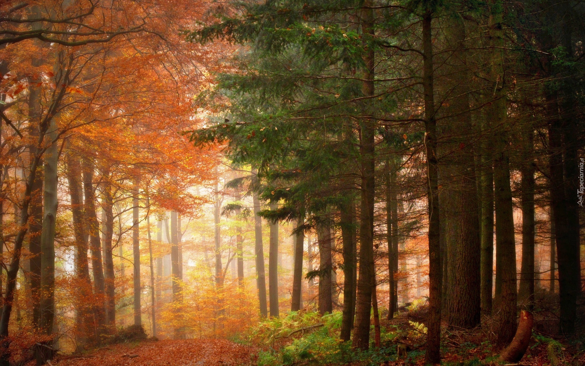 Las, Kolorowe, Drzewa, Jesień
