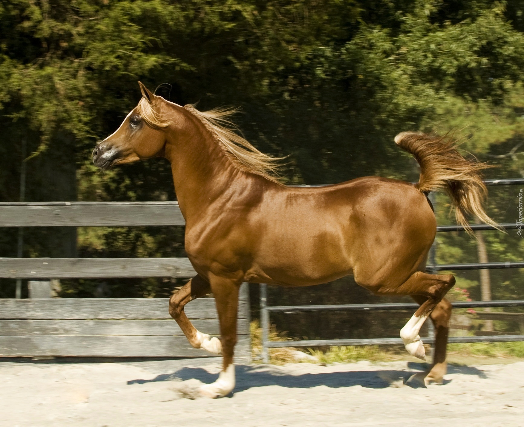 Koń, Arab, Ogrodzenie