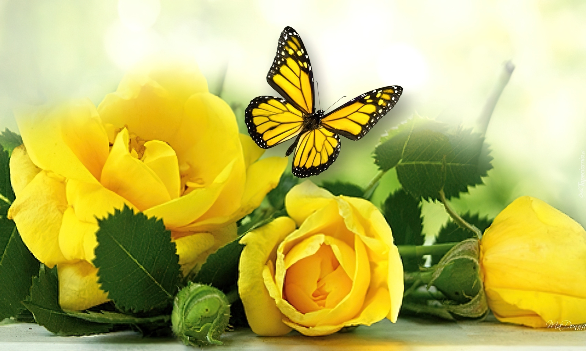 Róże, Żółte, Liście, Motyl
