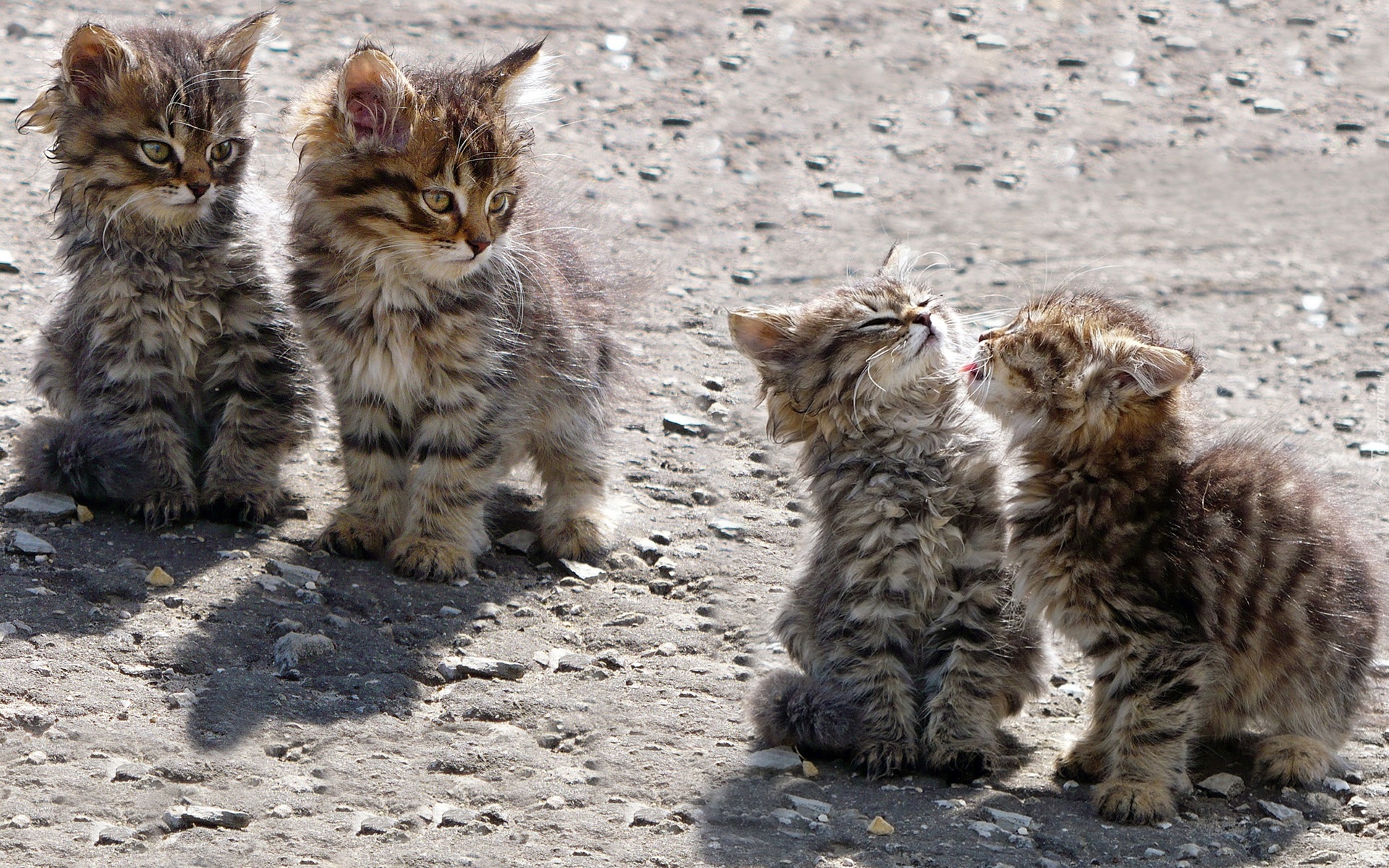 Cztery, Młode, Koty, Maine coon