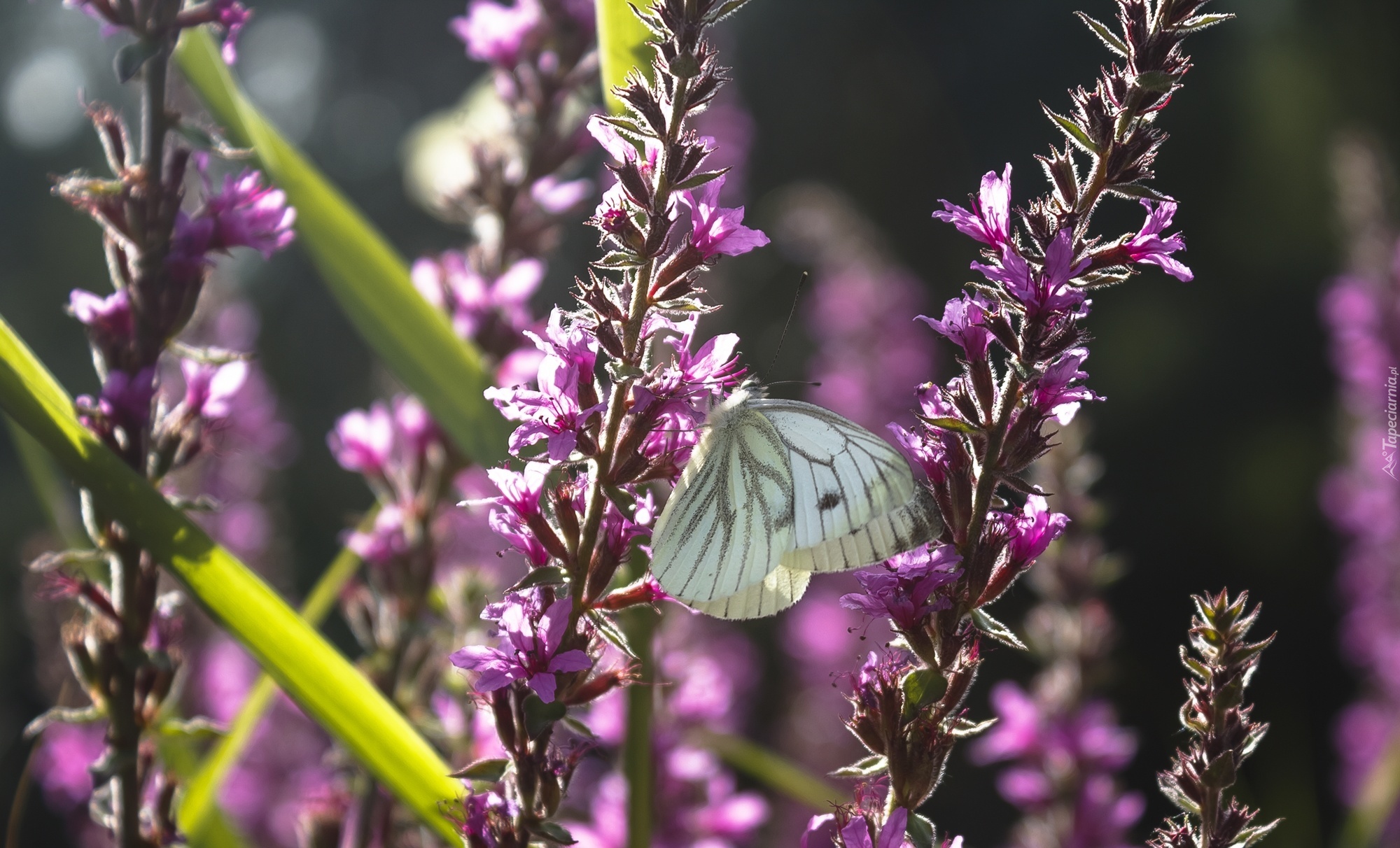 Biały, Motyl, Bielinek, Fioletowe, Kwiaty