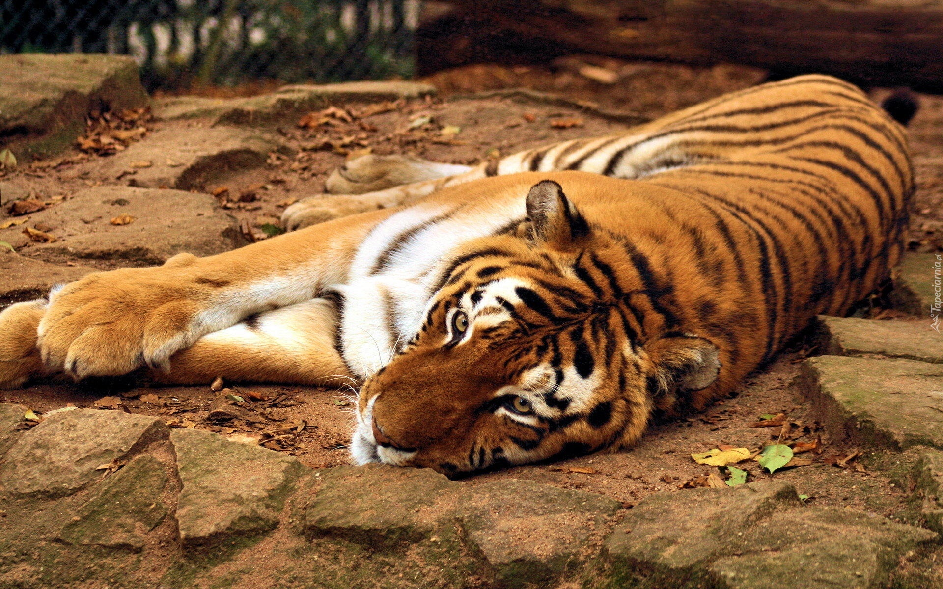 Leżący, Tygrys, Kamienie