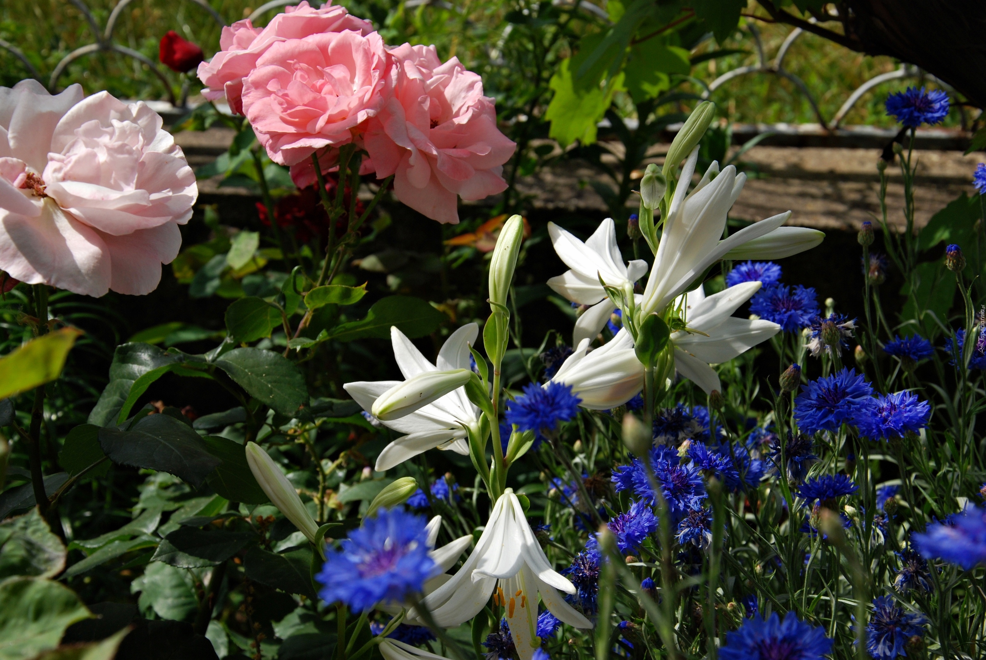 Ogródek, Róże, Lilie, Bławatki