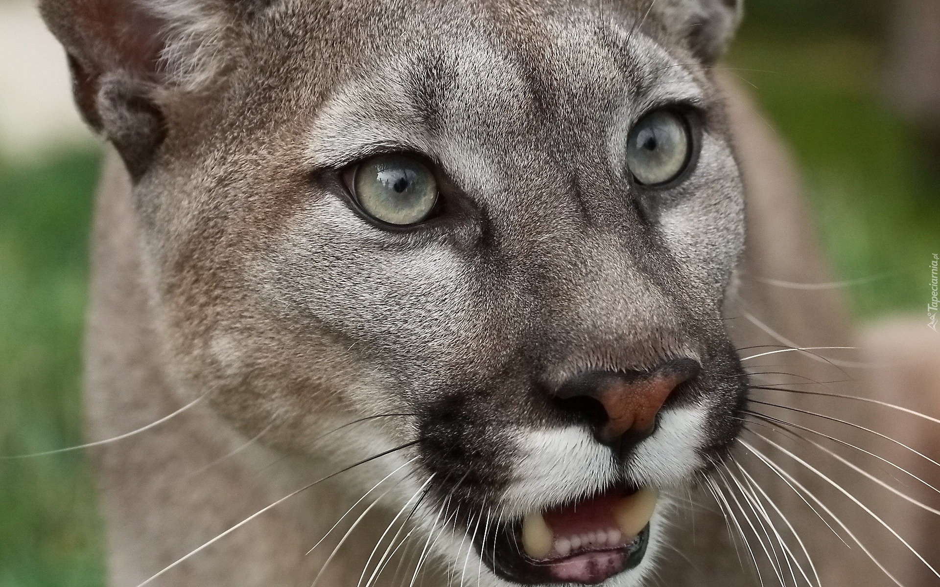 Puma, Głowa