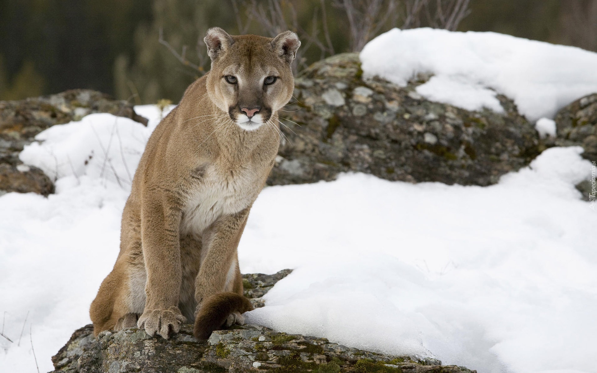 Puma, Skała, Śnieg