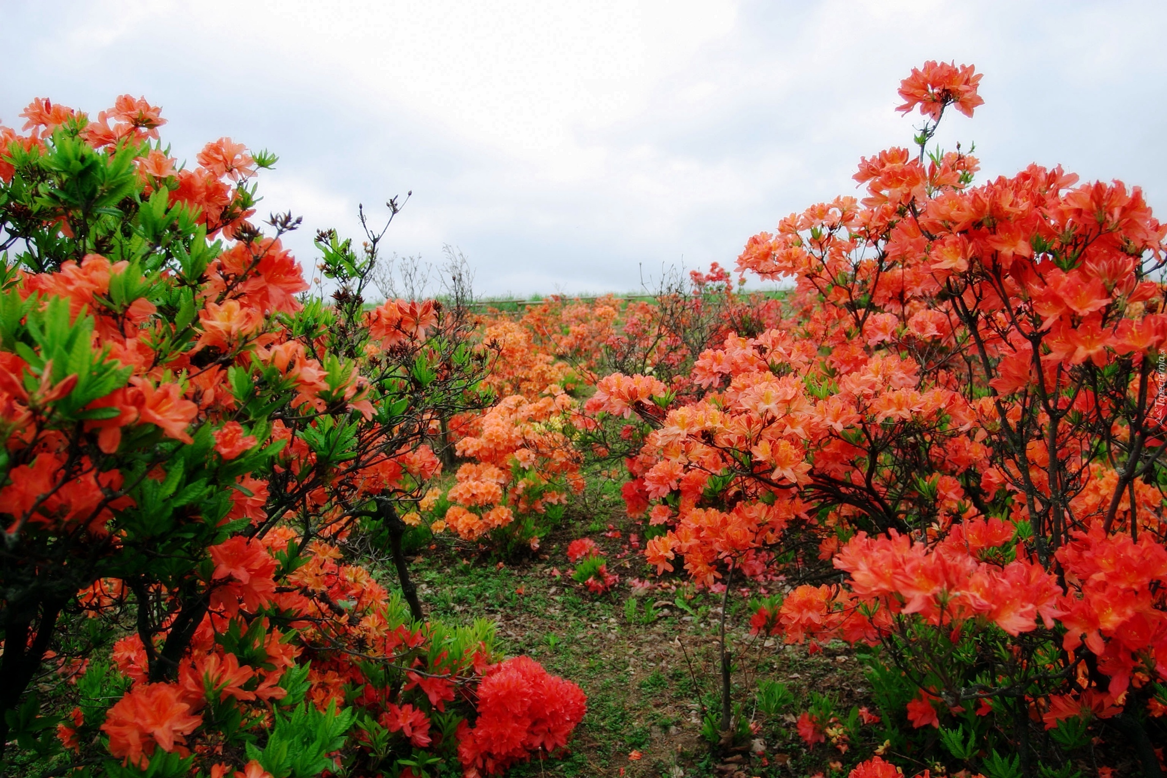 Czerwone, Rododendrony