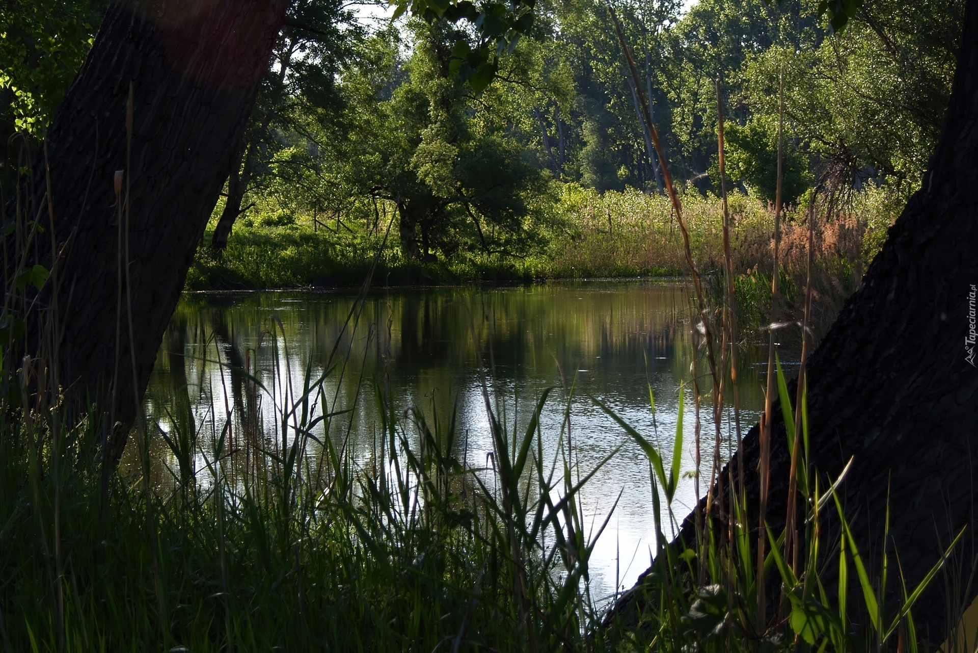 Jezioro, Las, Przebijające, Światło