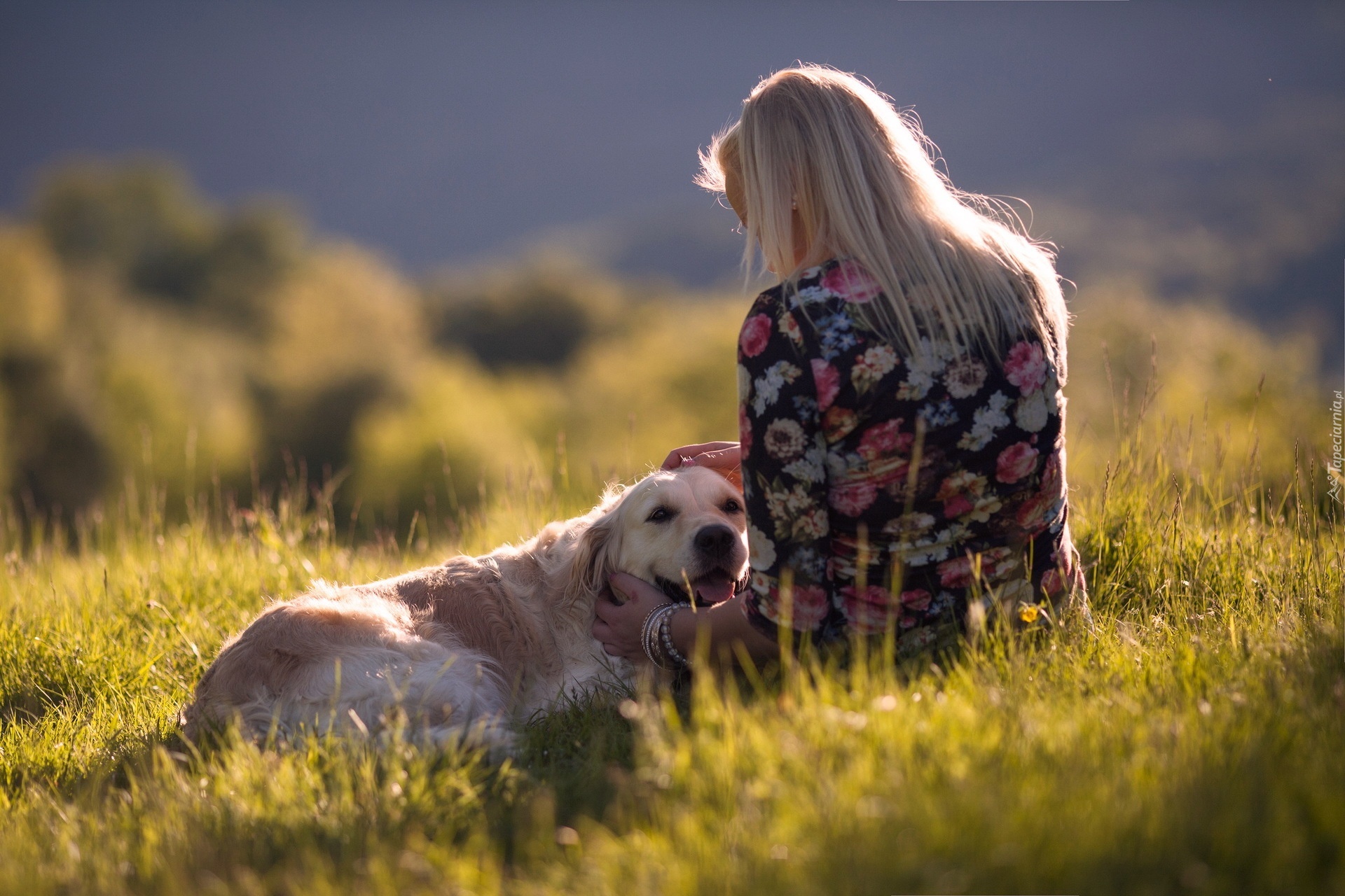 Dziewczyna, Golden Retriever, Łąka, Trawa