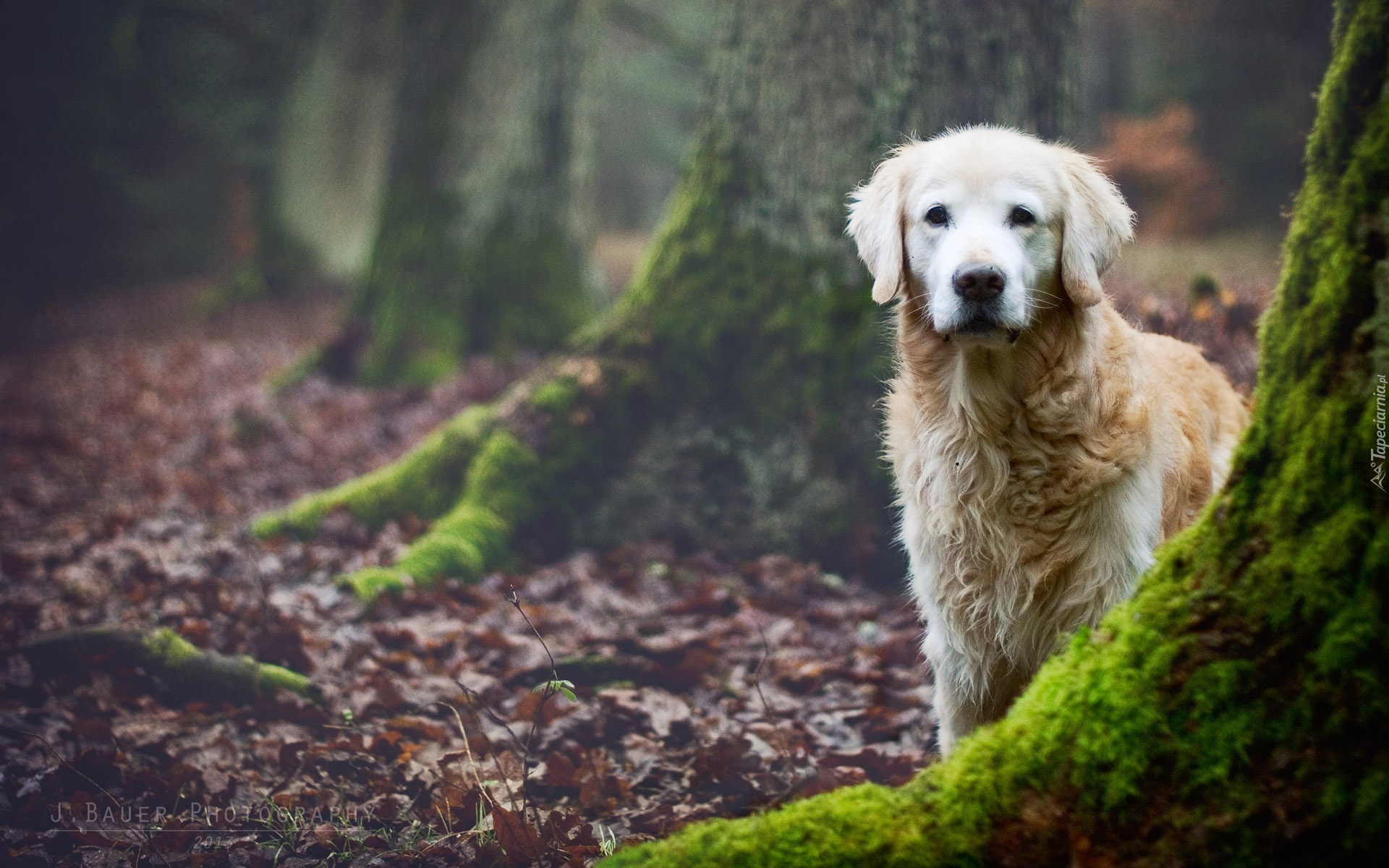 Las, Pnie, Drzew, Golden Retriever