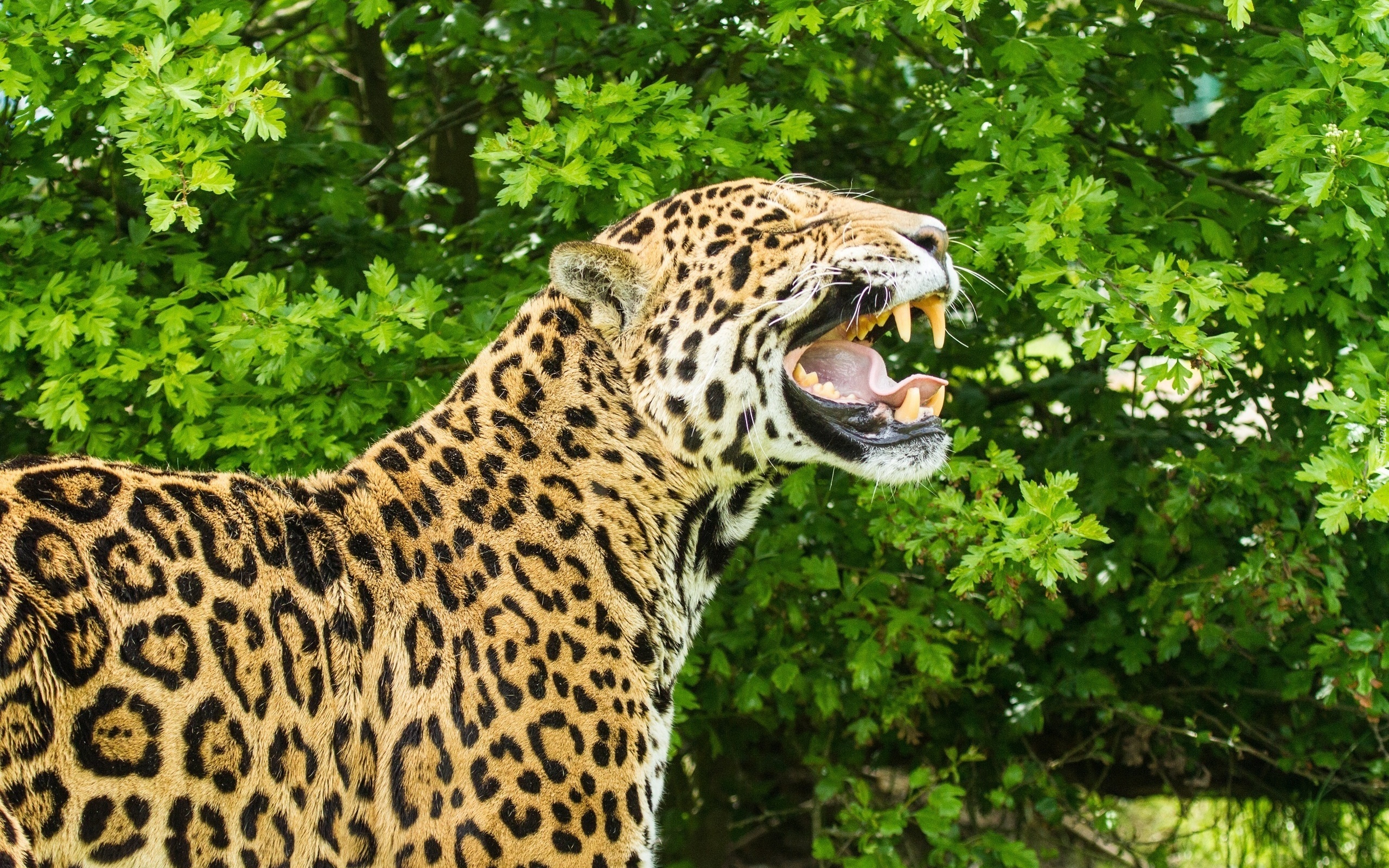 Jaguar