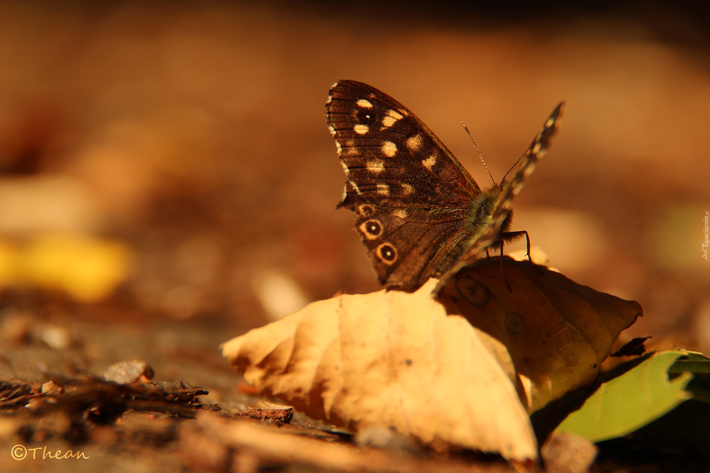 Motyl, Suchy, Liść