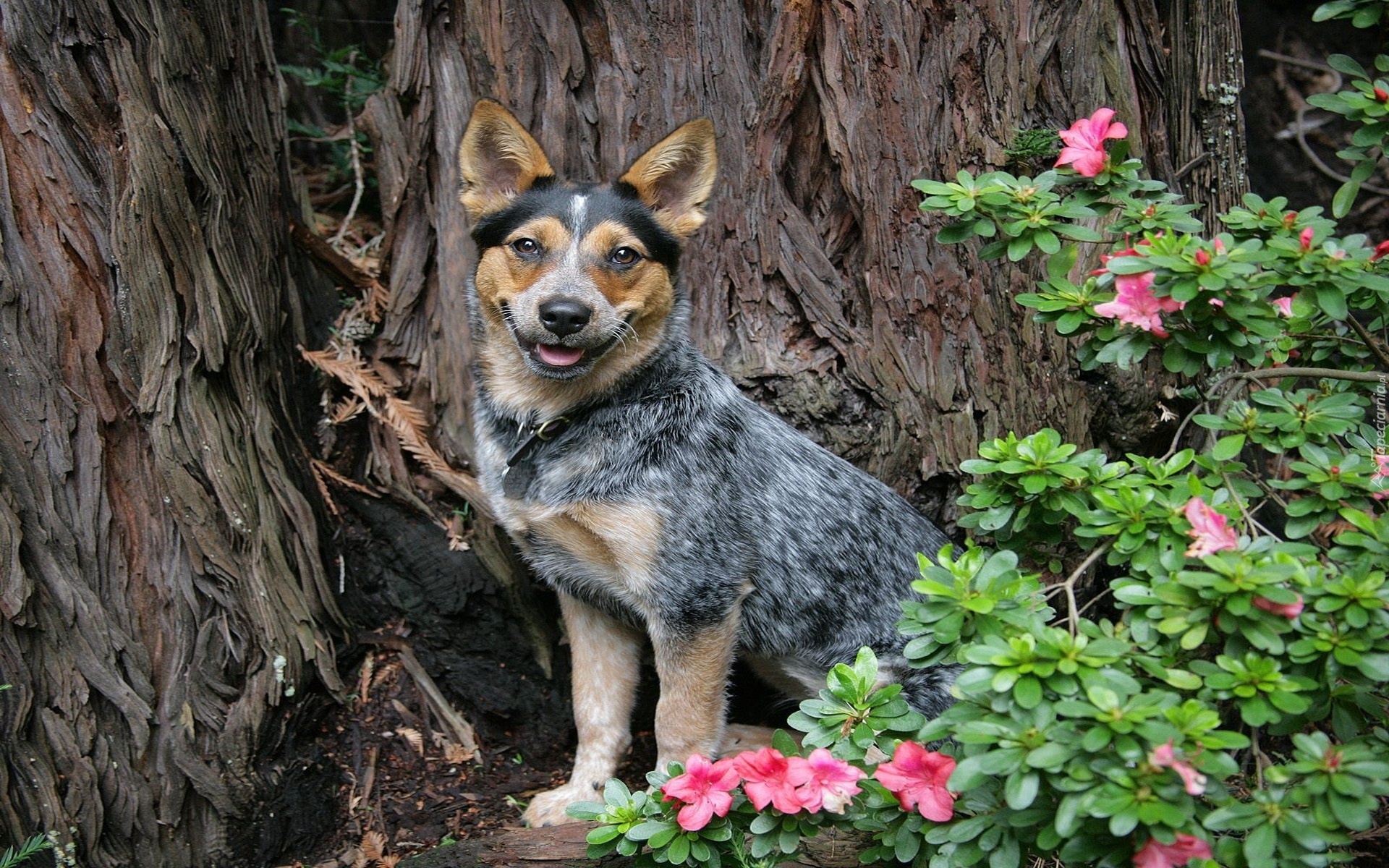 Piesek, Australian cattle dog