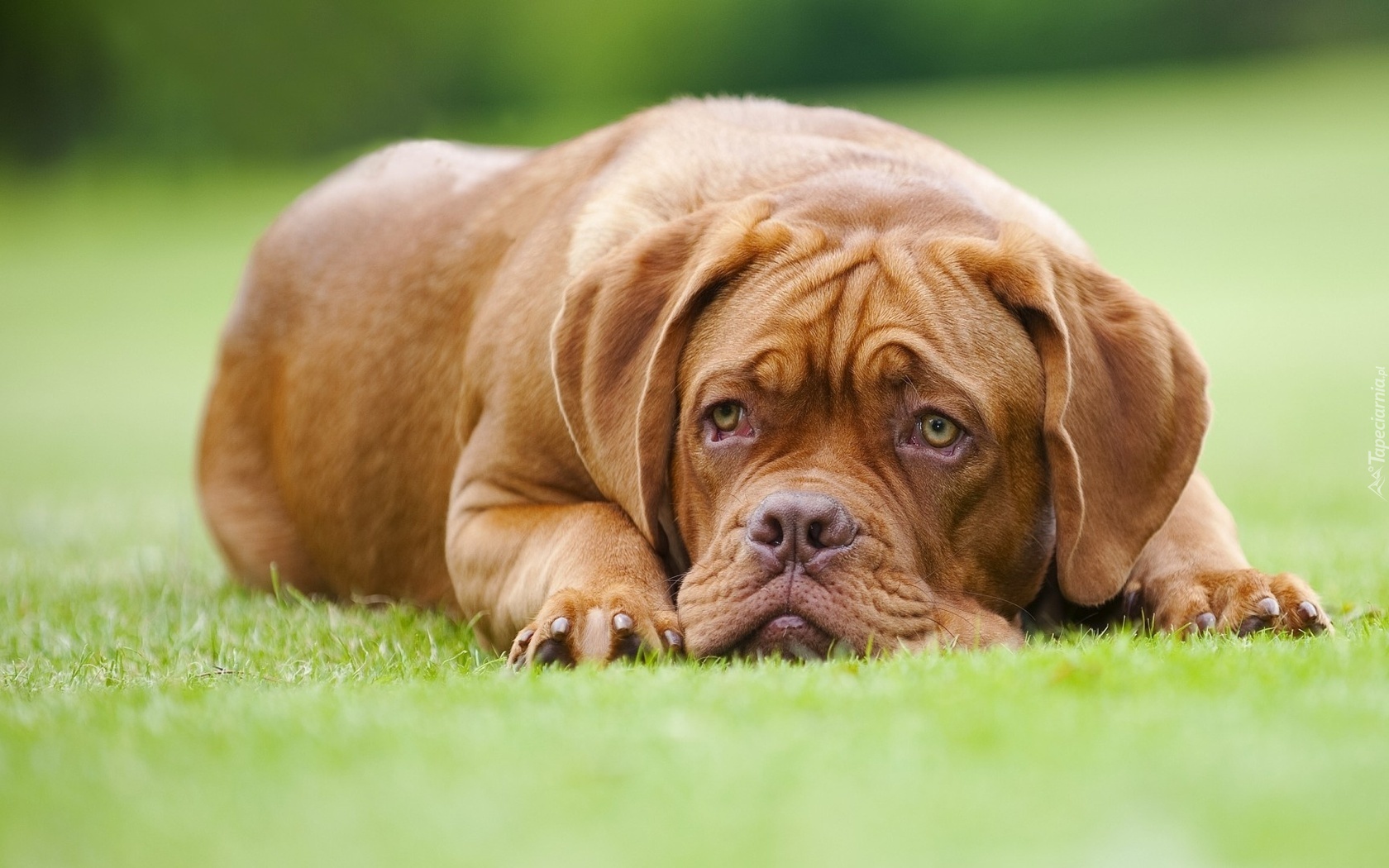 Leżący, Dog de Bordeaux