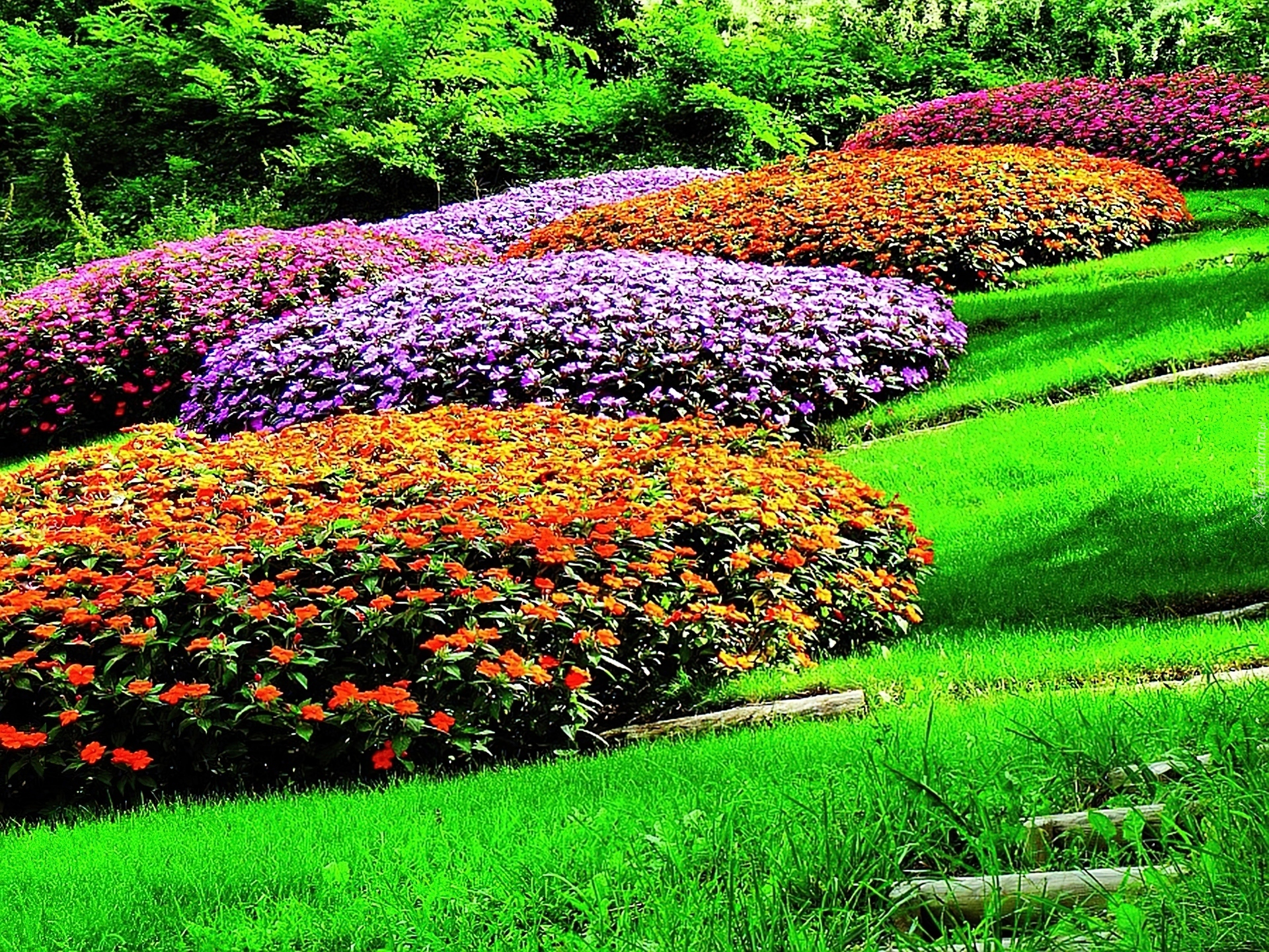 Park, Różaneczniki, Azalie japońskie