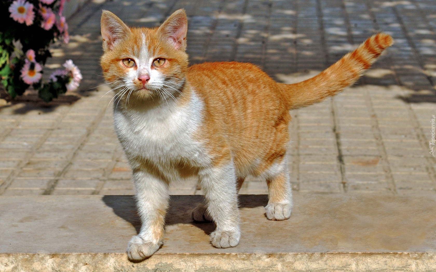 Rudy, Kotek