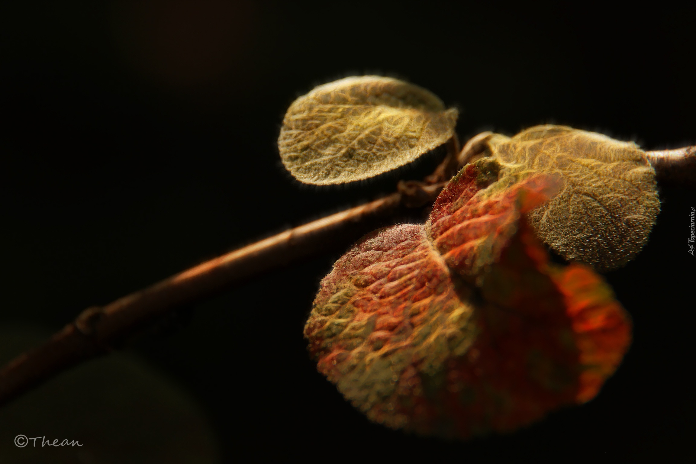 Liście, Fractalius