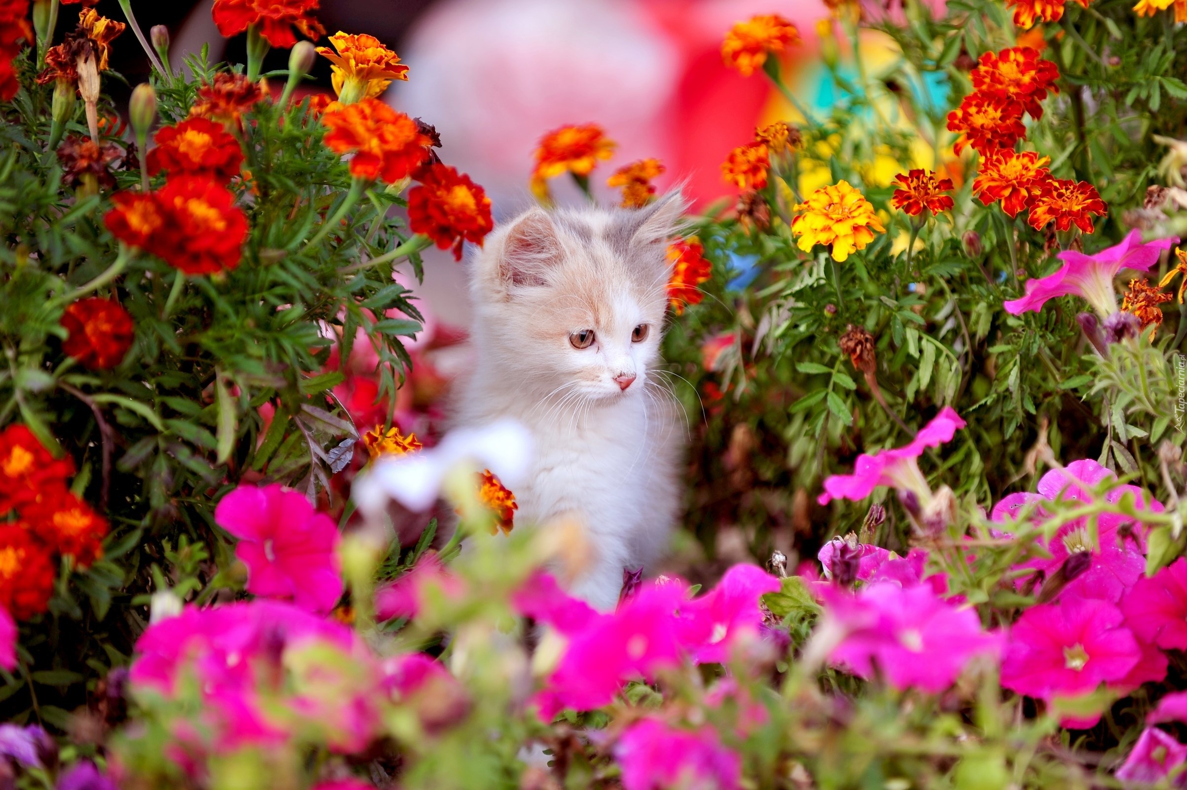 Котенок Дня Фото