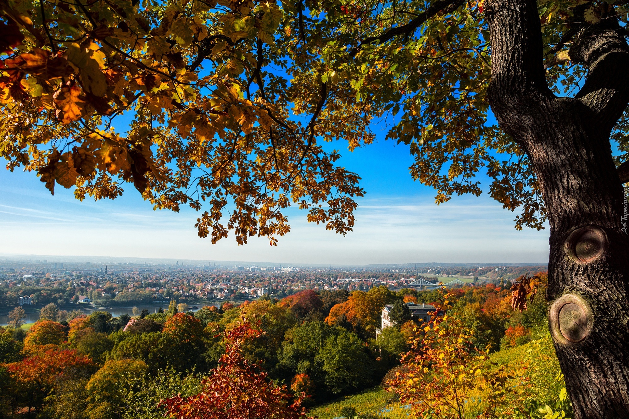 Jesień, Drzewo, Panorama, Miasta