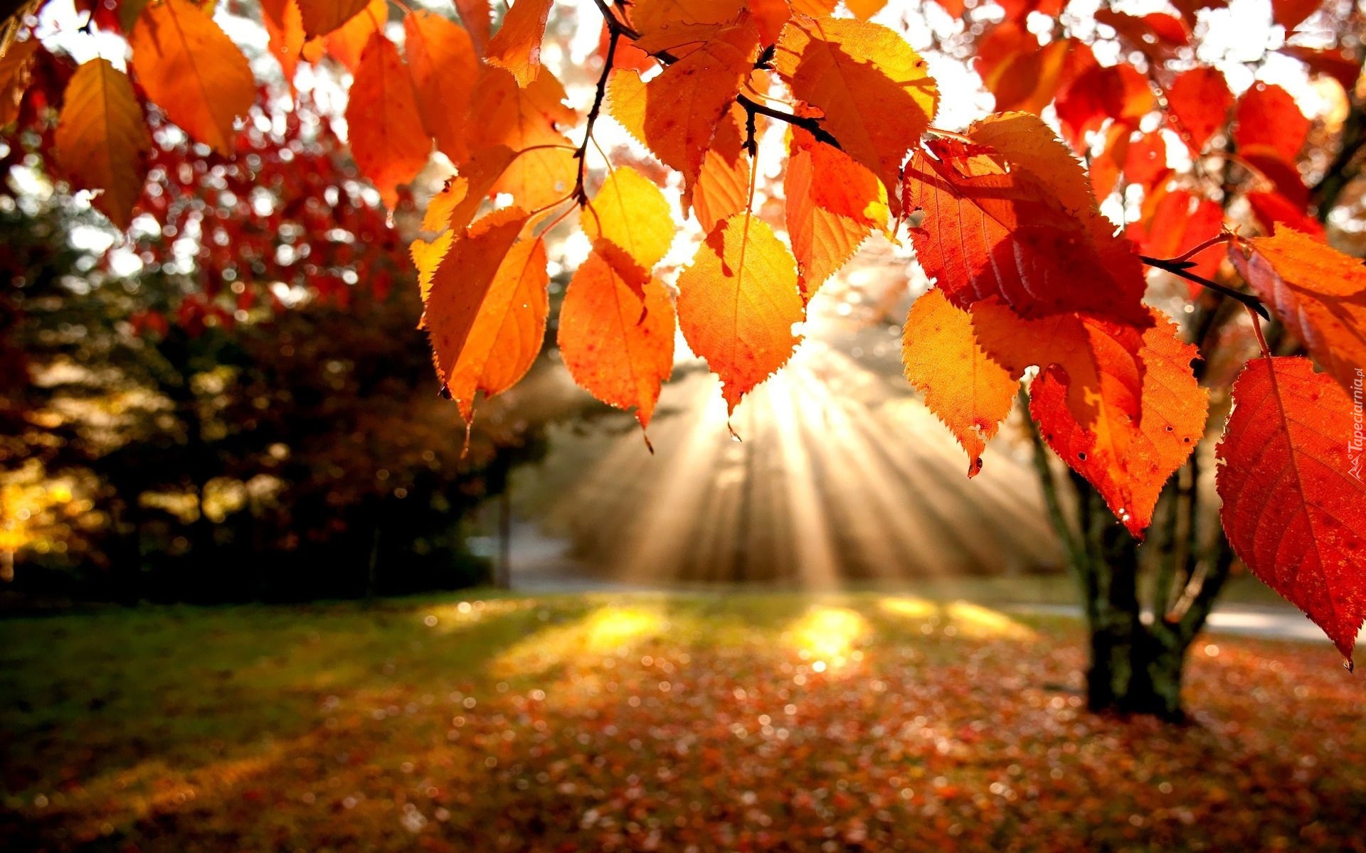 Promienie, Słońca, Jesień, Liście