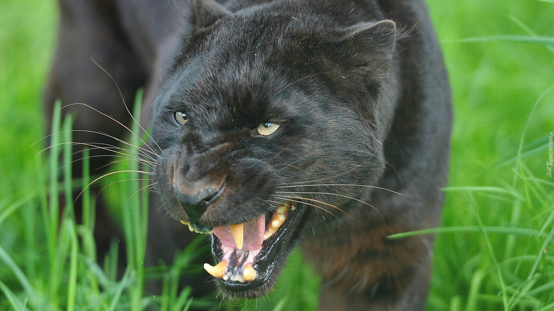 Puma, Łąka, Trawa