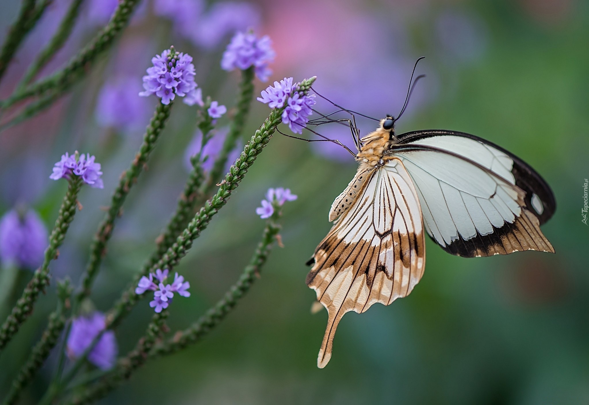 Motyl, Fioletowe, Kwiatki