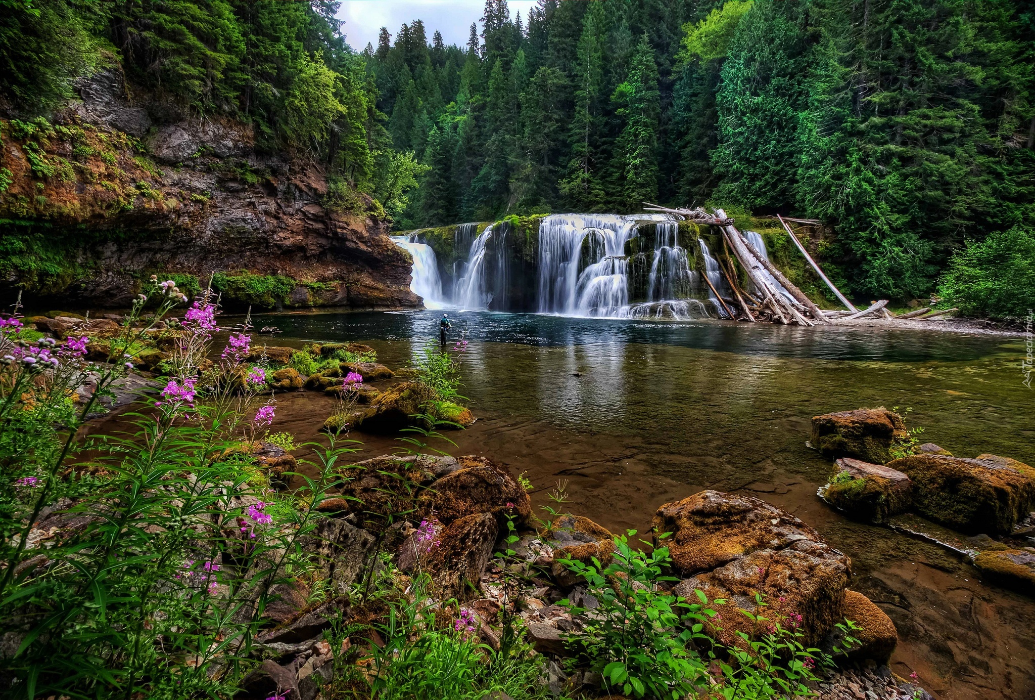 Rzeka, Wodospad Lower Lewis River Falls, Skały, Las, Drzewa, Osada Cougar, Stan Waszyngton, Stany Zjednoczone