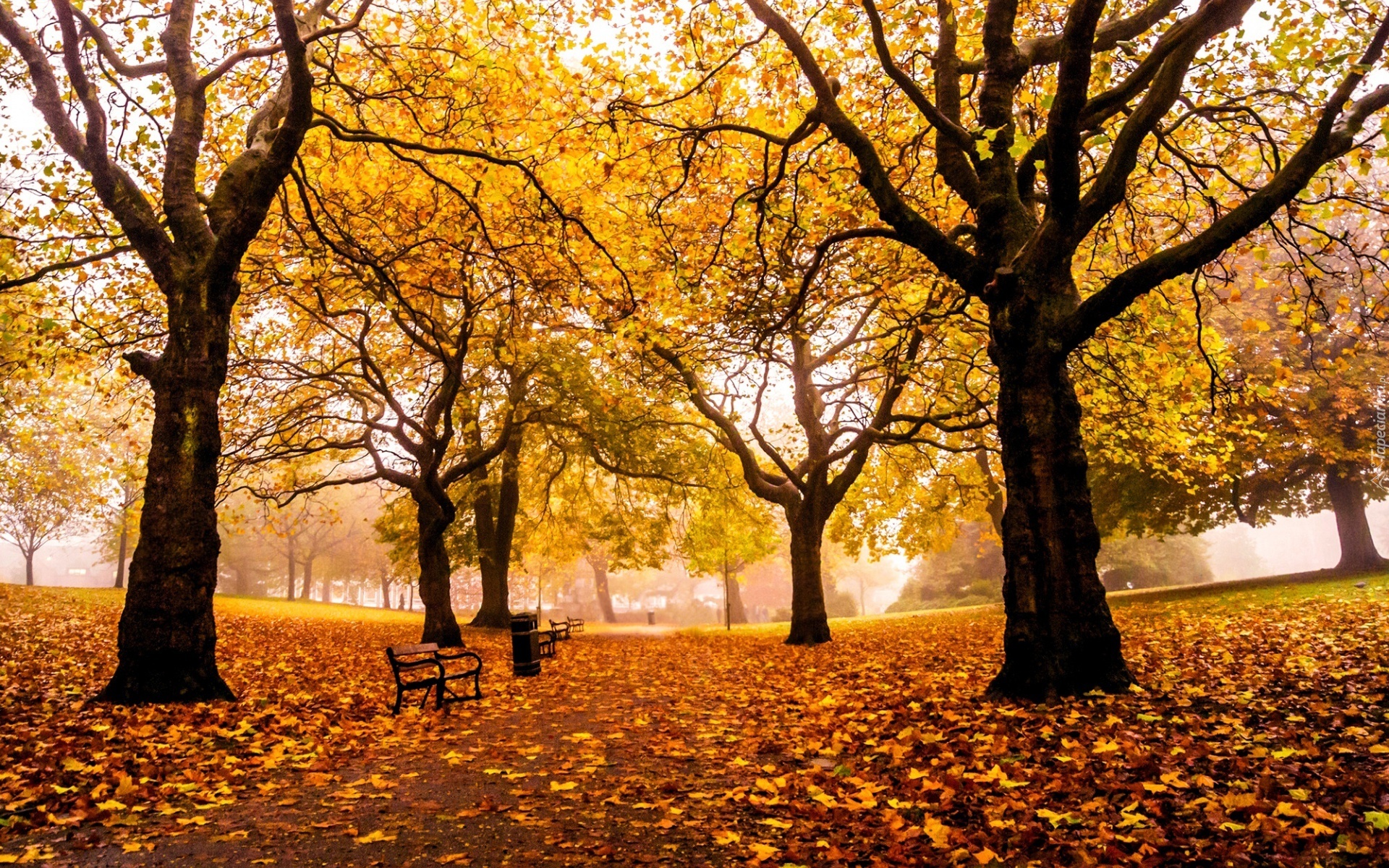 Park, Drzewa, Liście, Ławki, Jesień