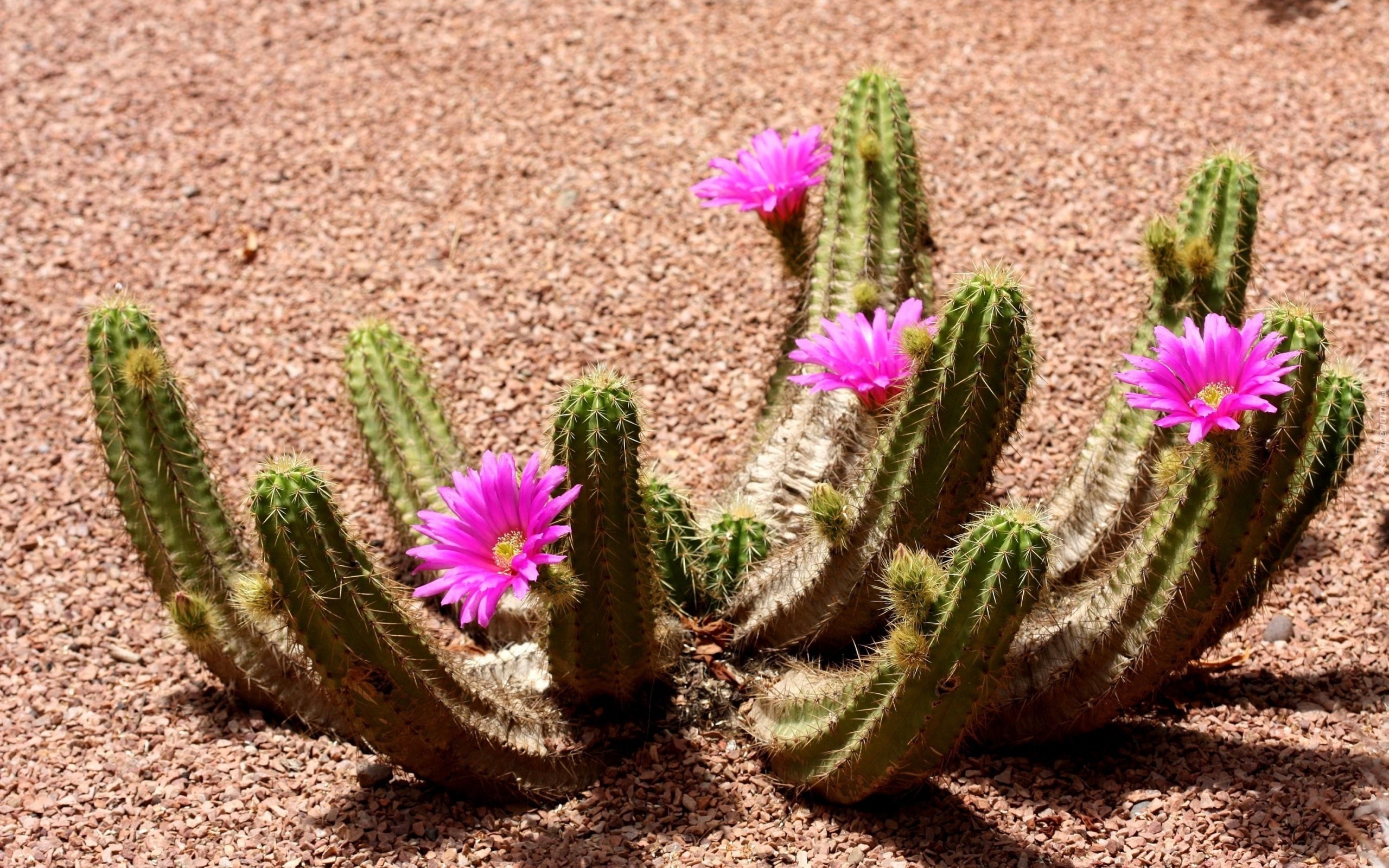 Kwitnący, Kaktus, Pustynia