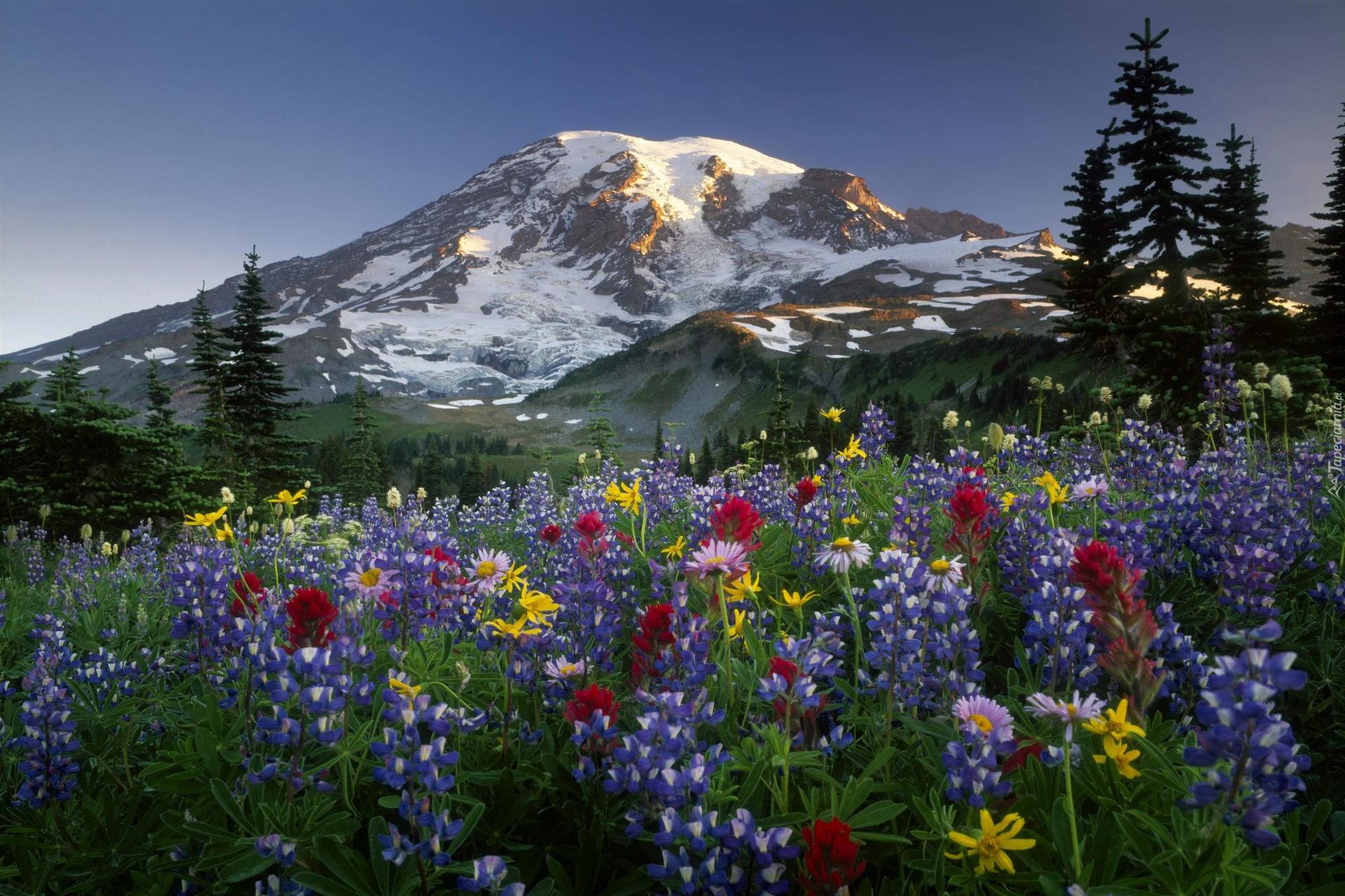 Park Narodowy Mount Rainier, Góry, Stratowulkan Mount Rainier, Drzewa, Łąka, Kwiaty, Łubin, Chmury, Stan Waszyngton, Stany Zjednoczone