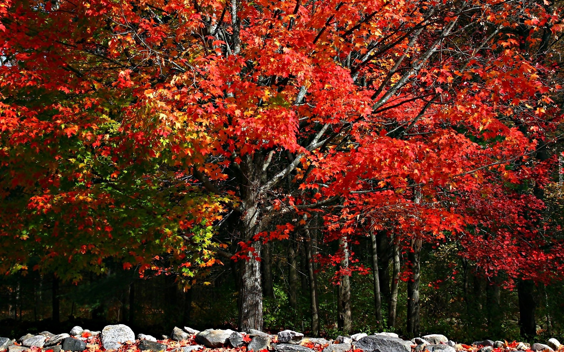Jesień, Las, Drzewa, Liście, Kolorowe, Kamienie