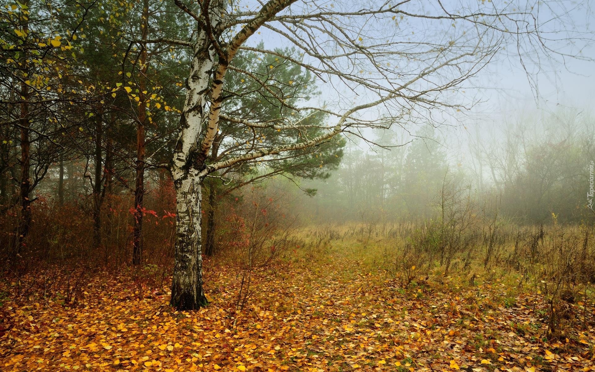 Las, Liście, Mgła, Jesień