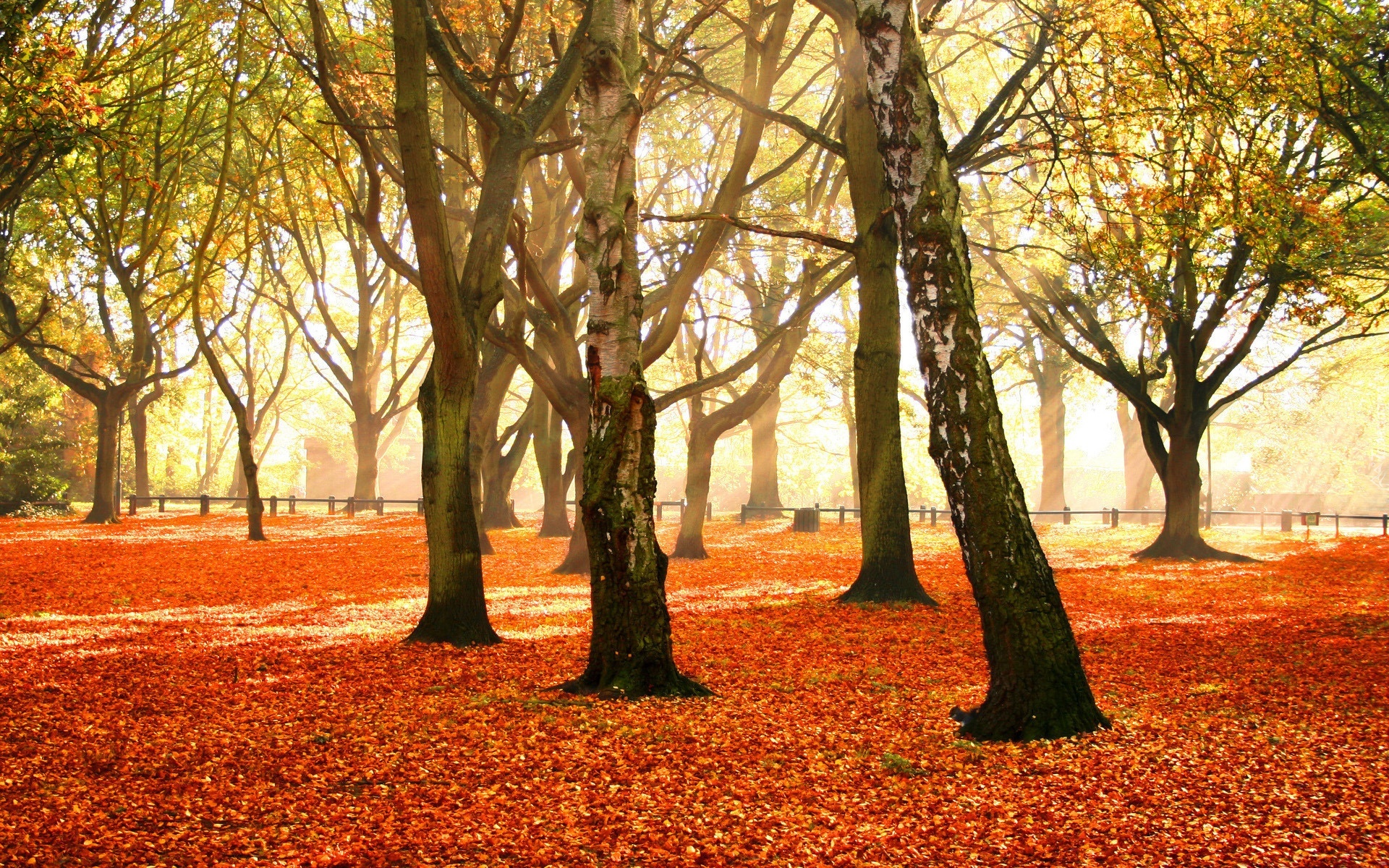 Park, Liście, Przebijające, Światło, Jesień