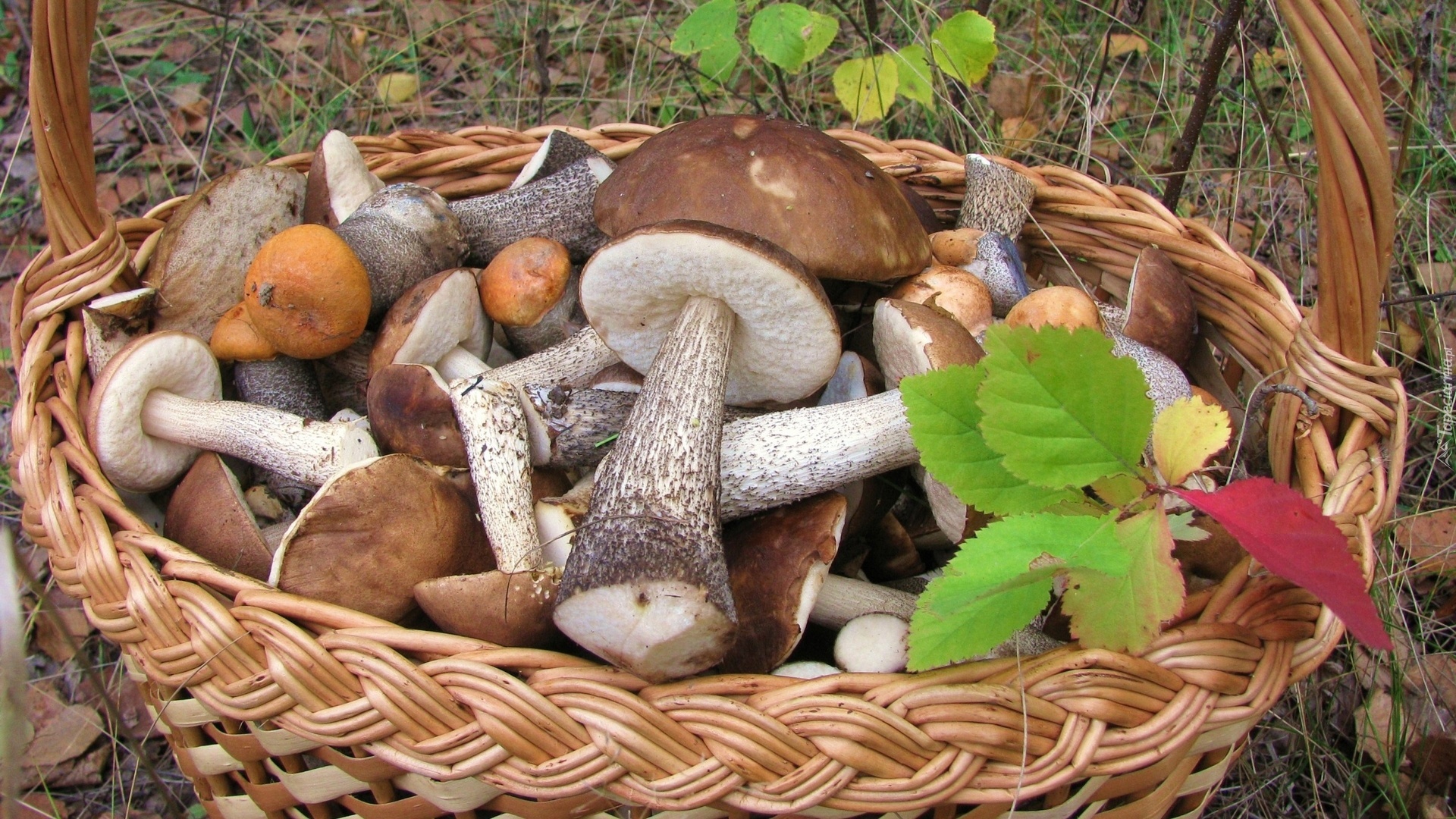 Kosz, Grzybów, Las, Jesienne, liście
