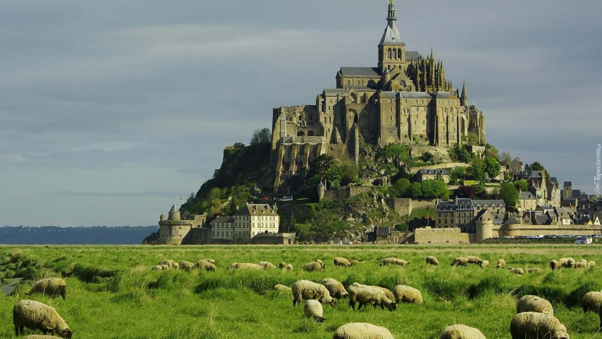 Klasztor, Łąka, Owce, Mount Saint Michel, Francja
