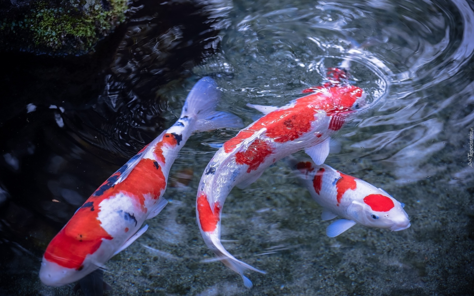 Japońskie, Karpie, Koi