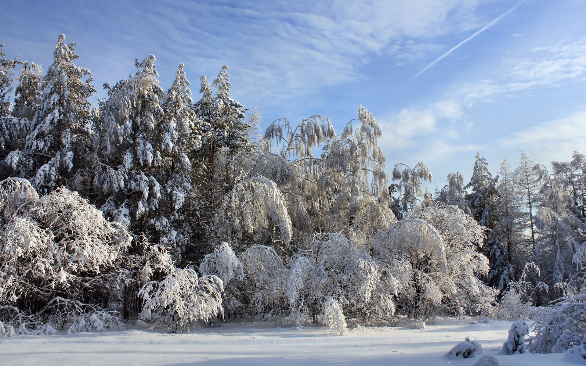 Zima, Las, Śnieg