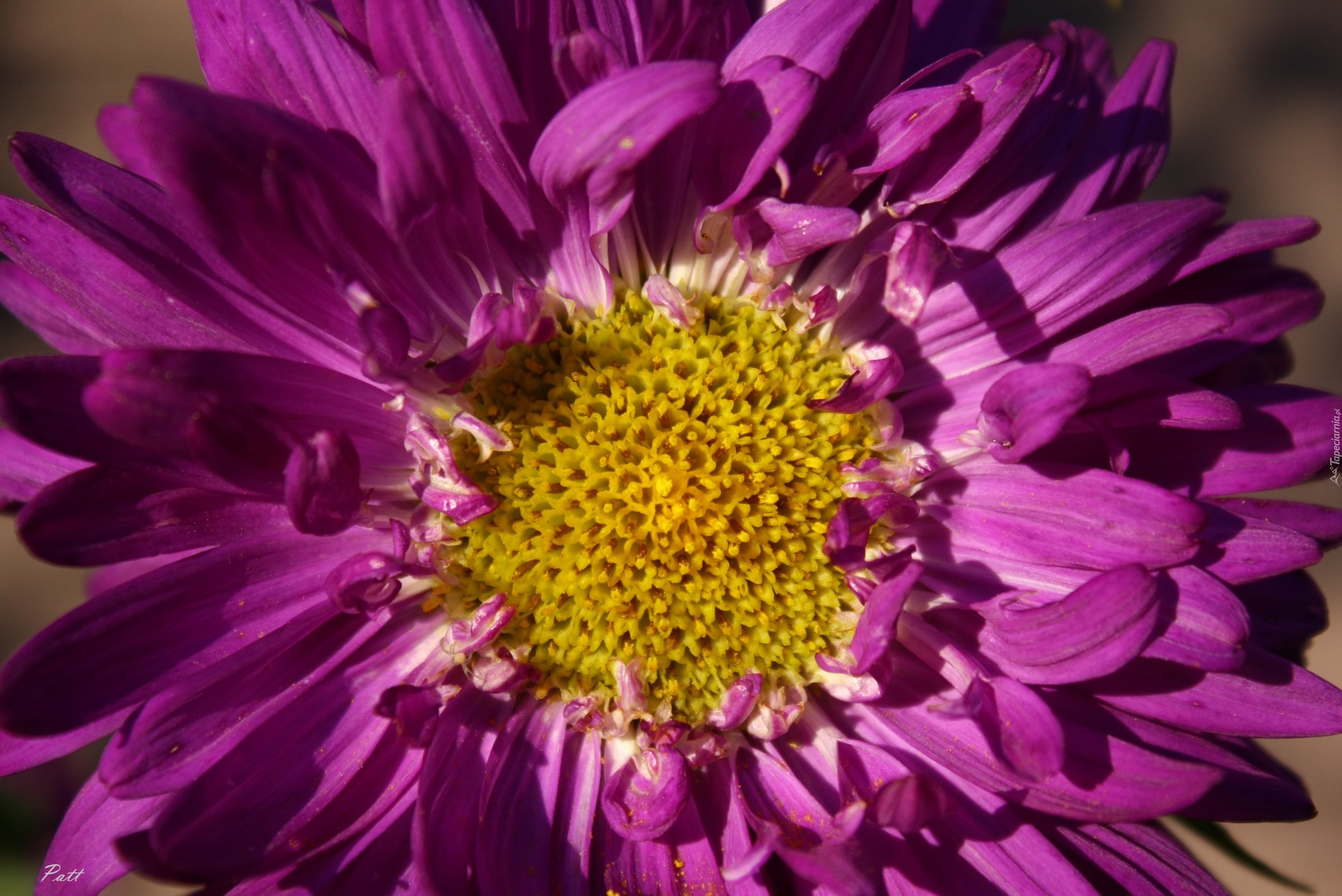 Fioletowy, Aster, Kwiat, Zbliżenie