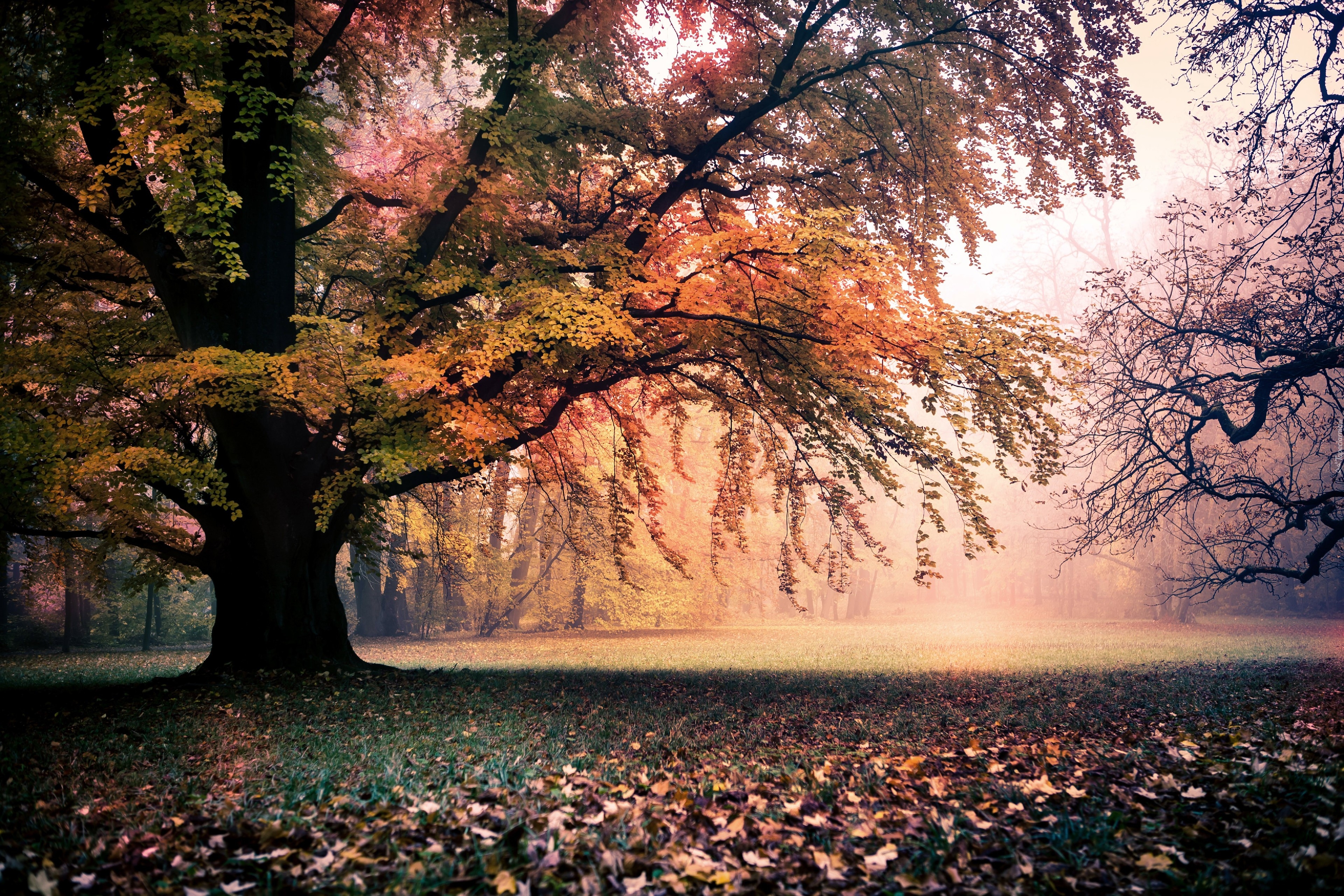 Park, Drzewa, Liście, Przebijające, Światło, Jesień