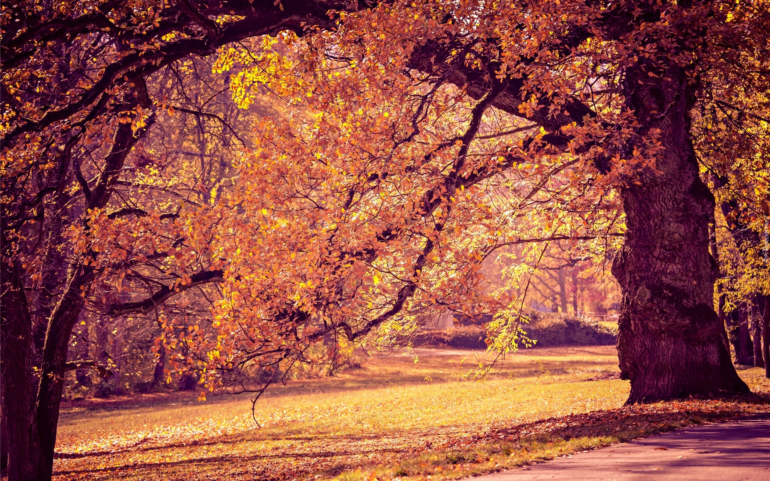 Park, Drzewa, Alejki, Jesień