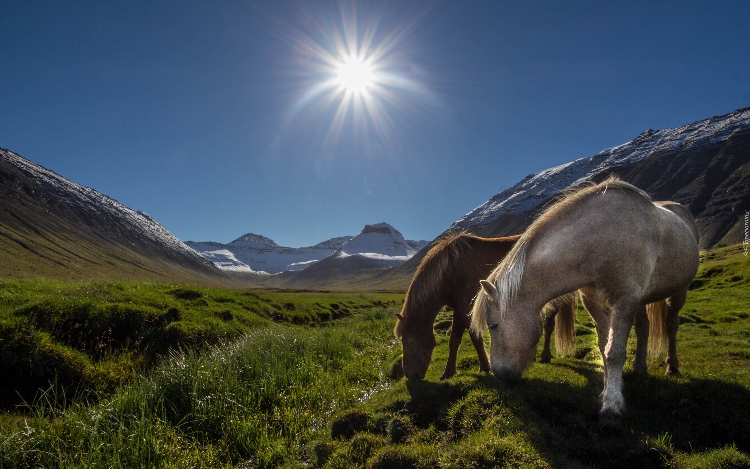 Konie, Góry, Pastwiska, Promienie, Słońca