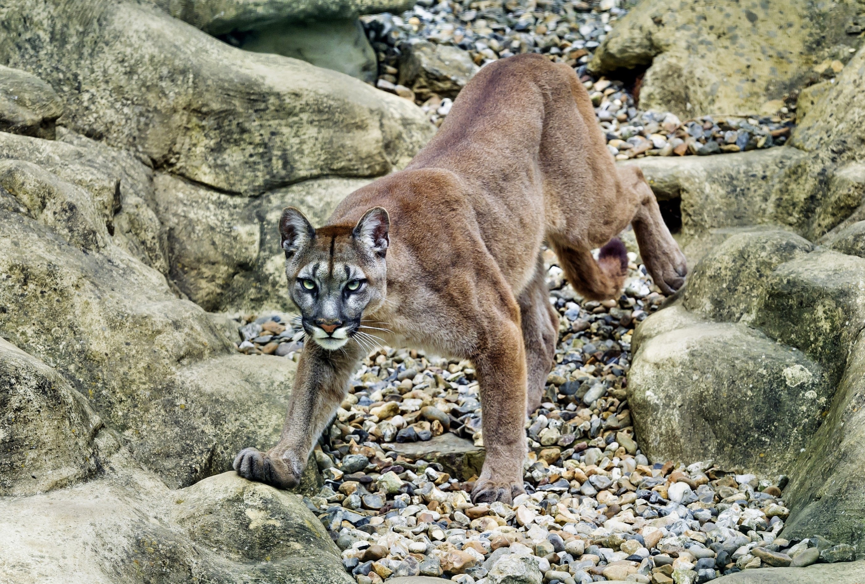 Puma, Spojrzenie, Skały