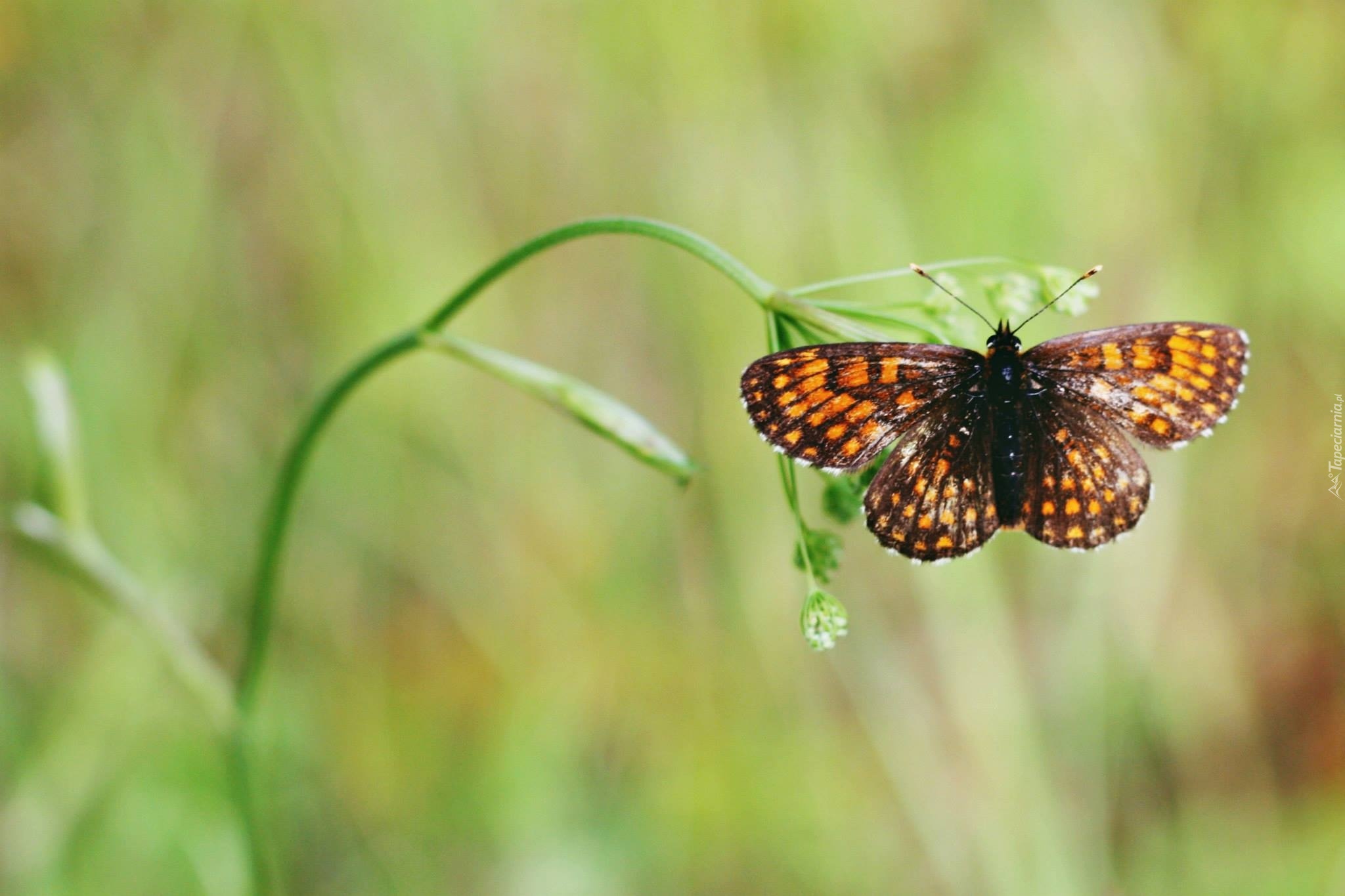 Motyl, Roślina