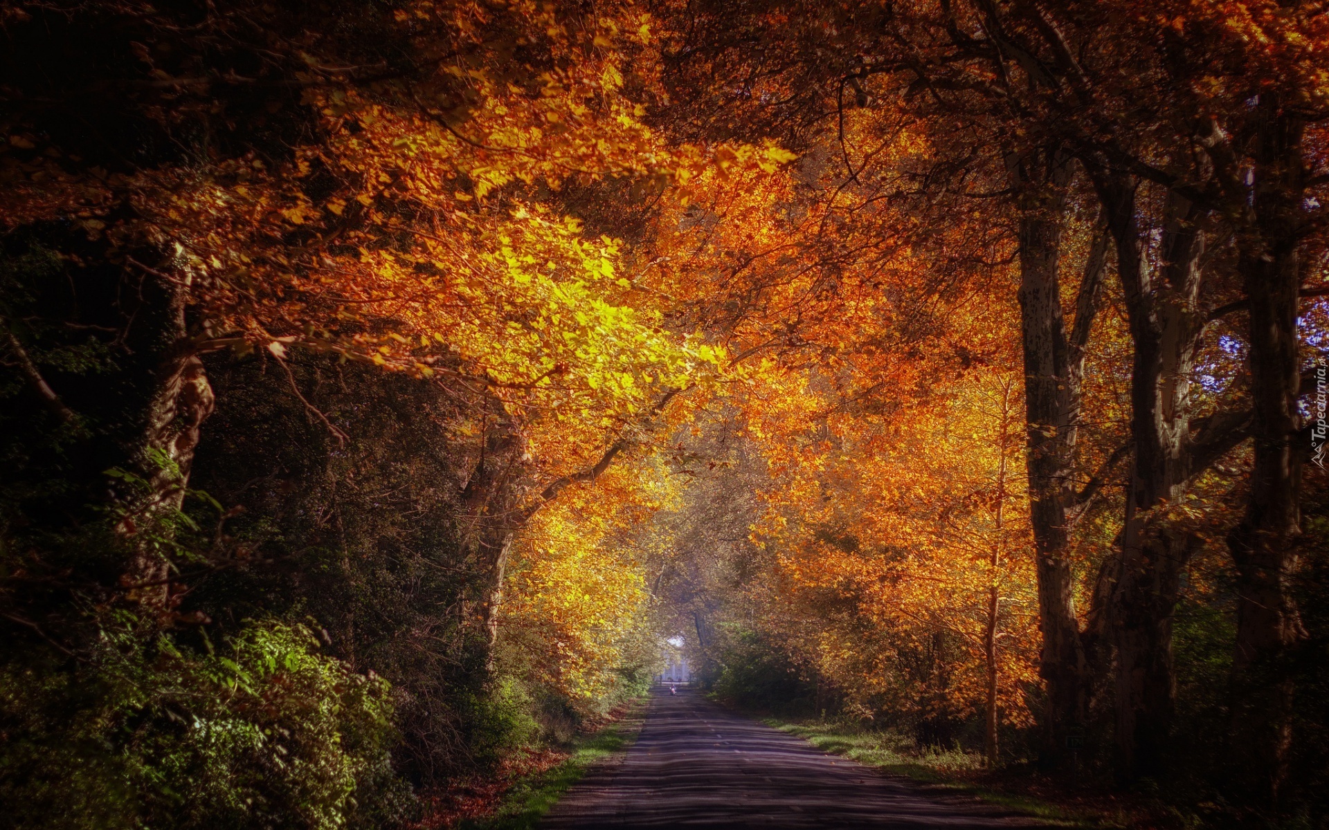 Droga, Drzewa, Przebijające, Światło, Jesień