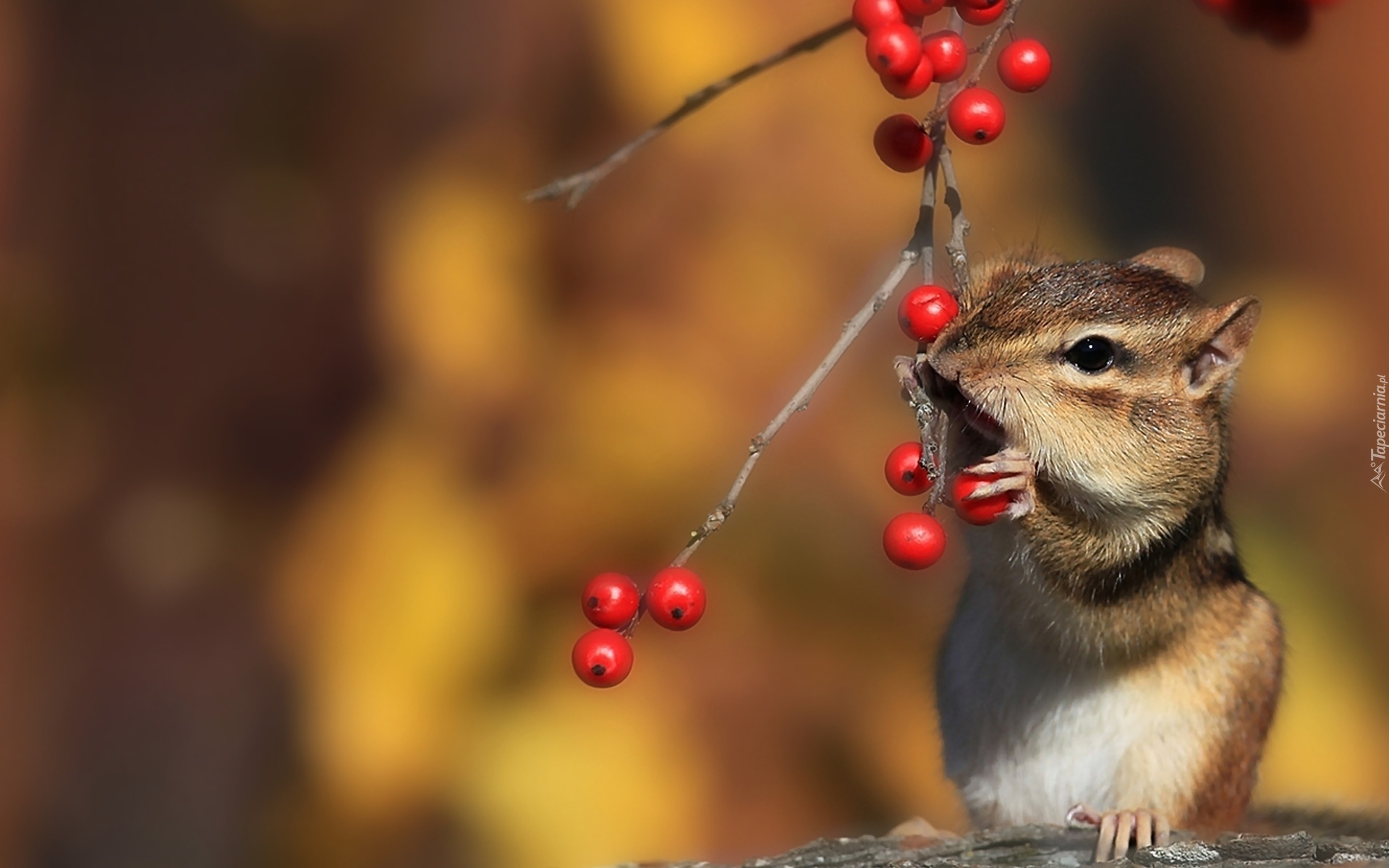 Chipmunk, Wiewiórka, Ziemna, Drzewo, Jarzębiny