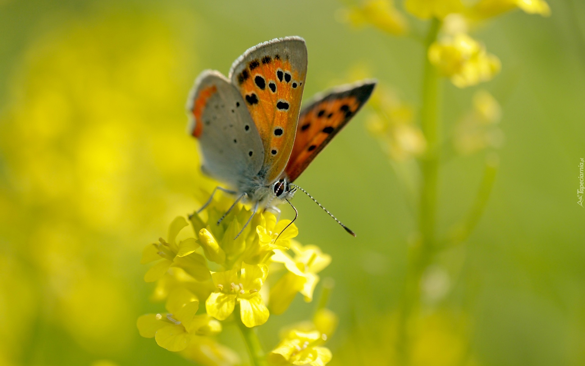 Бабочка на желтом цветке бесплатно
