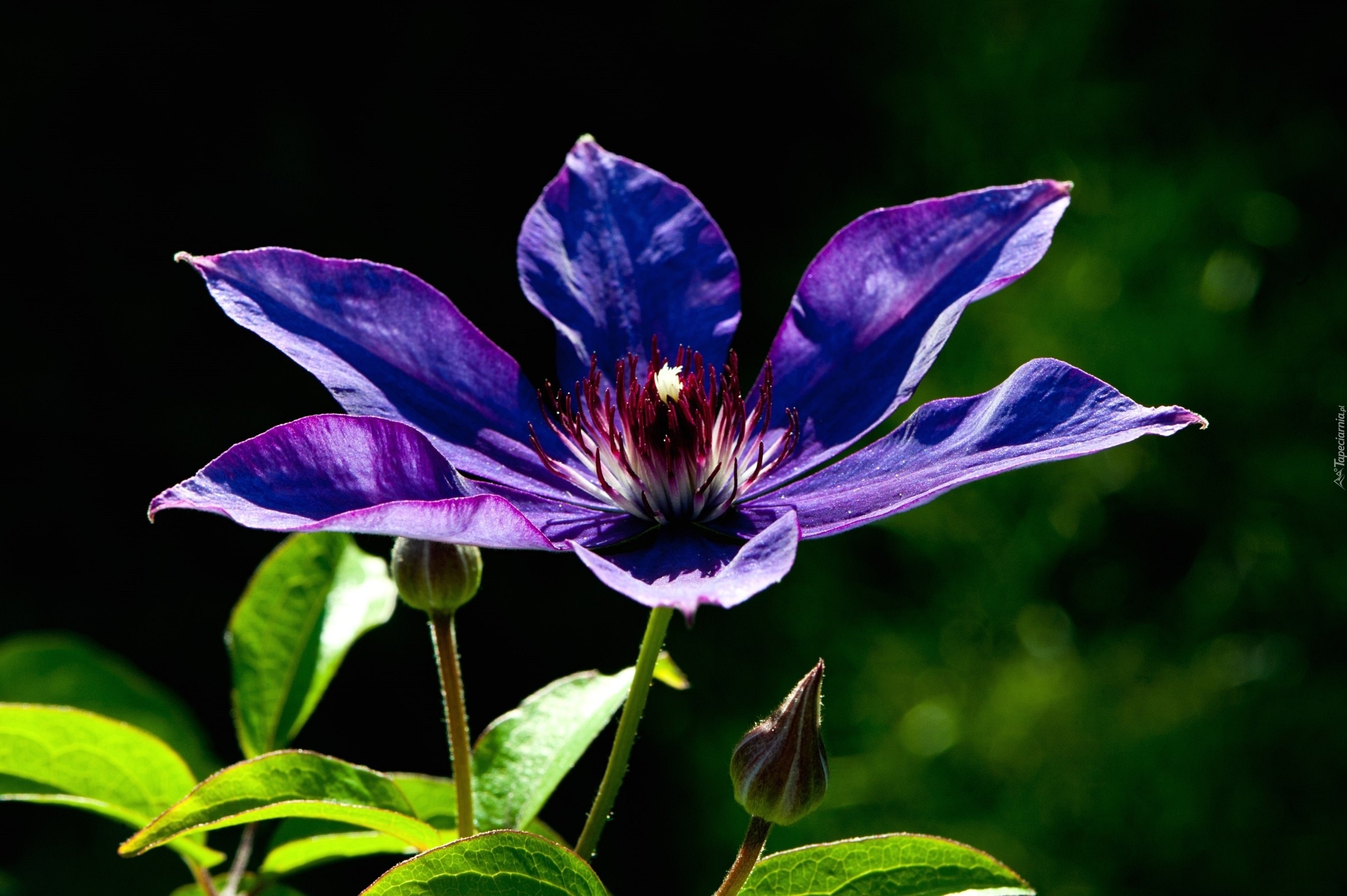 Fioletowy, Clematis, Powojnik